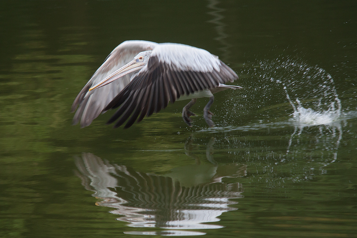 Sigma 150-500mm F5-6.3 DG OS HSM sample photo. Motion blur photography