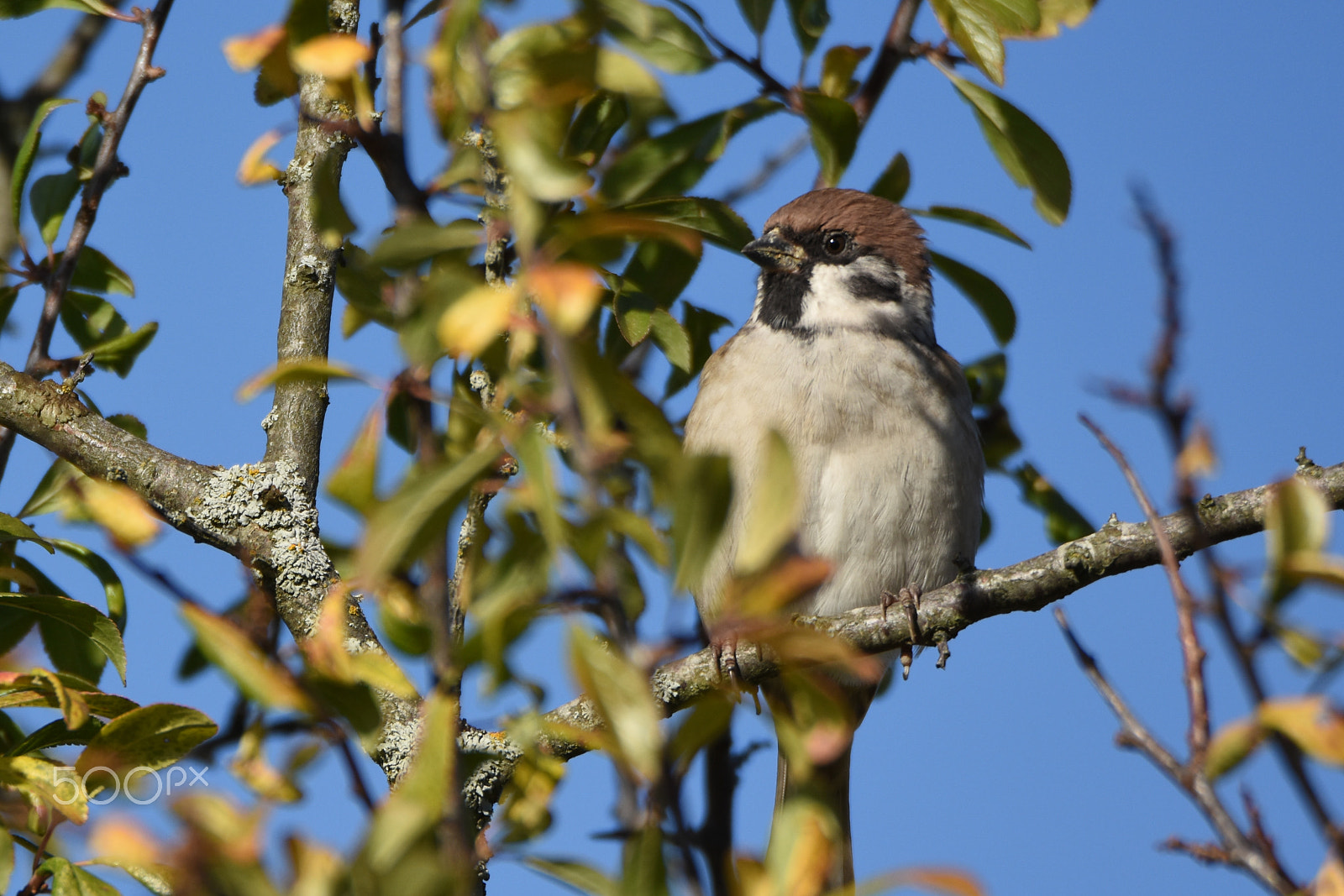 Nikon D7200 sample photo. A tree sparrow, passer montanus photography