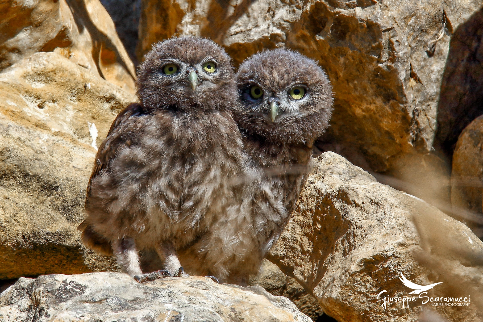 Sigma 150-600mm F5-6.3 DG OS HSM | S sample photo. Little owl (athene noctua) photography