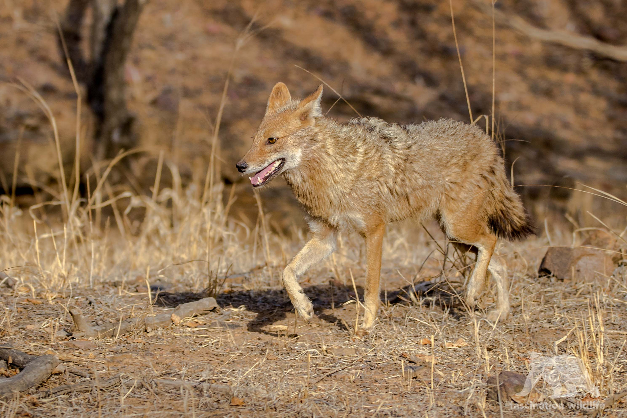Sigma 150-600mm F5-6.3 DG OS HSM | S sample photo. Golden jackal photography