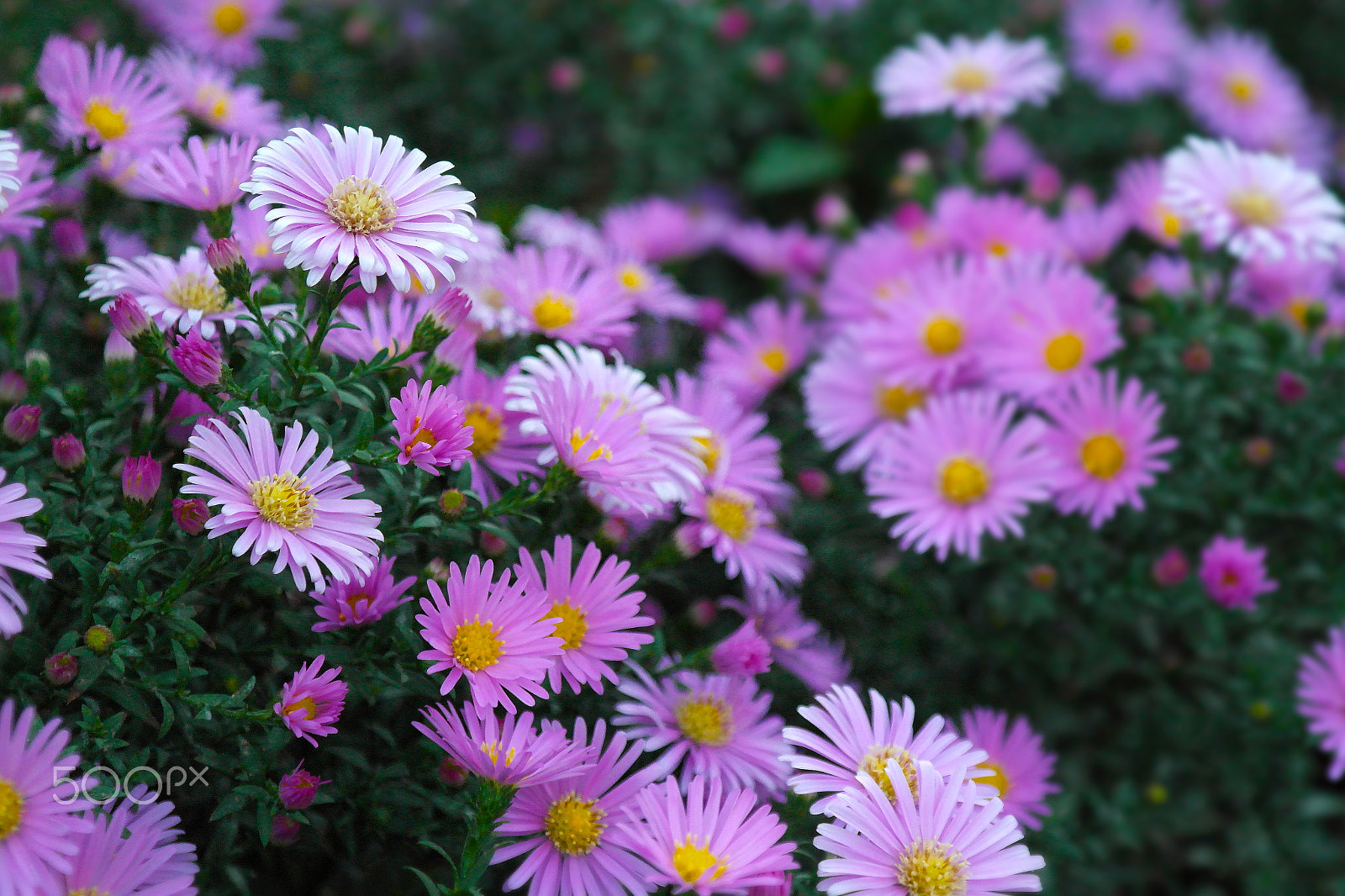 Samsung NX200 sample photo. Purple flowers photography