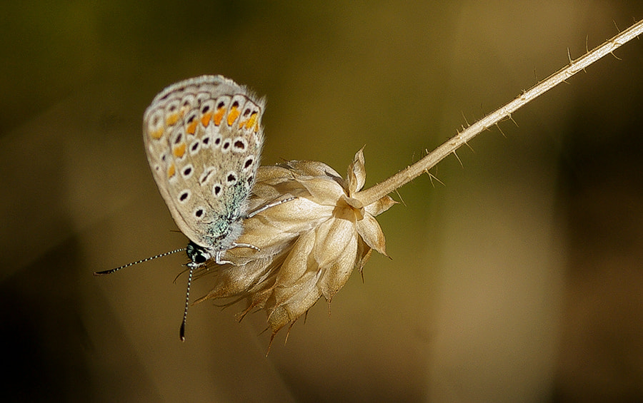 Pentax K20D sample photo. Autumn butterfly photography