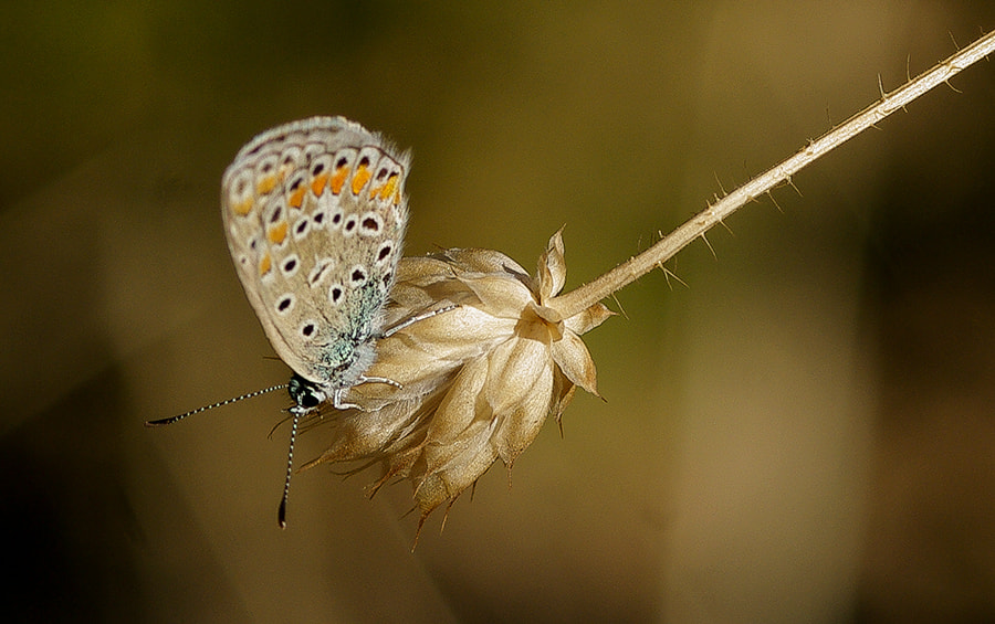 smc PENTAX-FA Macro 100mm F2.8 sample photo. Autumn butterfly photography