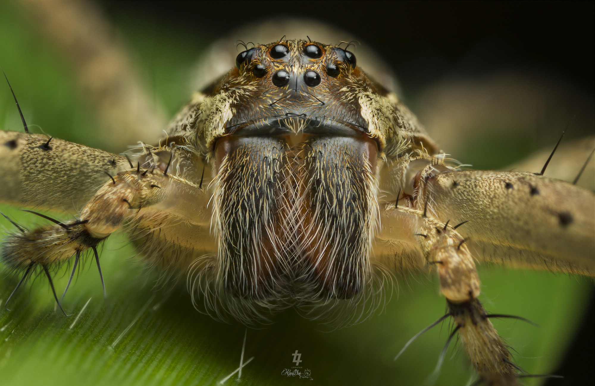 Canon MP-E 65mm F2.5 1-5x Macro Photo sample photo. Nursery web spider (dolomedes sp., pisauridae) photography