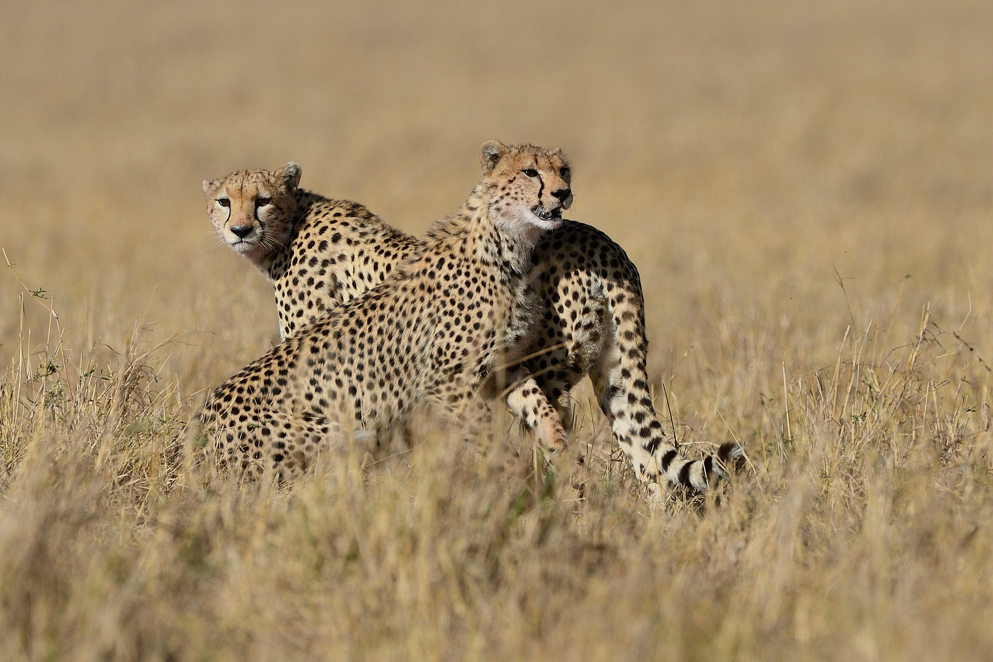 Nikon D4 sample photo. Two cheetahs photography