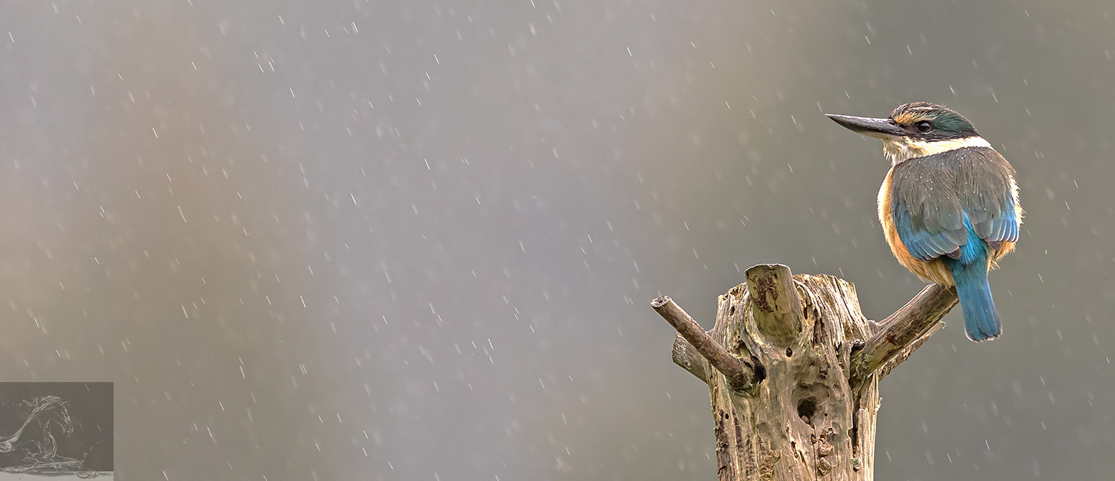 Canon EF 300mm F2.8L IS USM sample photo. Sacred kingfisher 42 photography