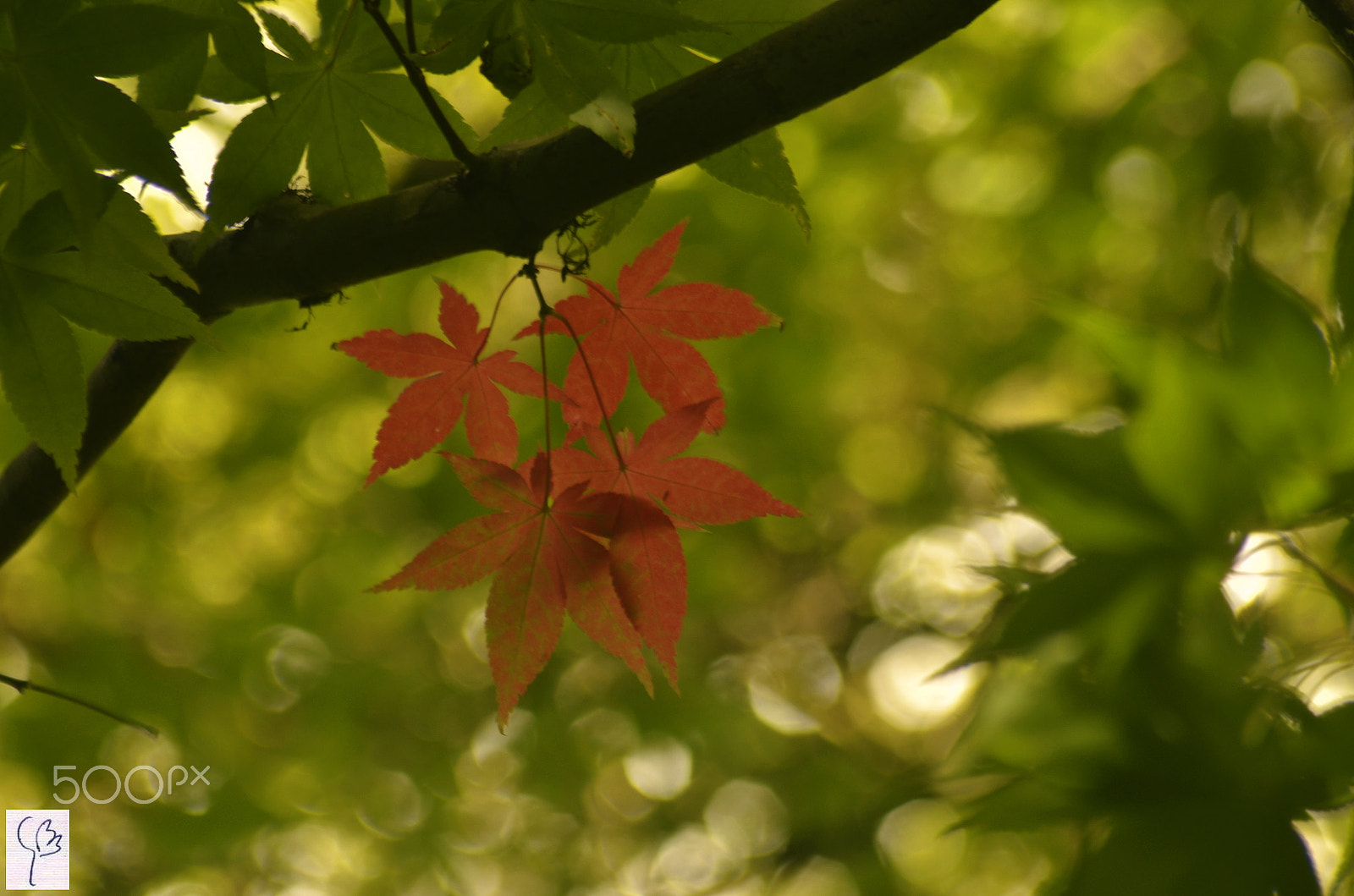 Sigma 70-300mm F4-5.6 APO Macro Super II sample photo. Rise of fall photography