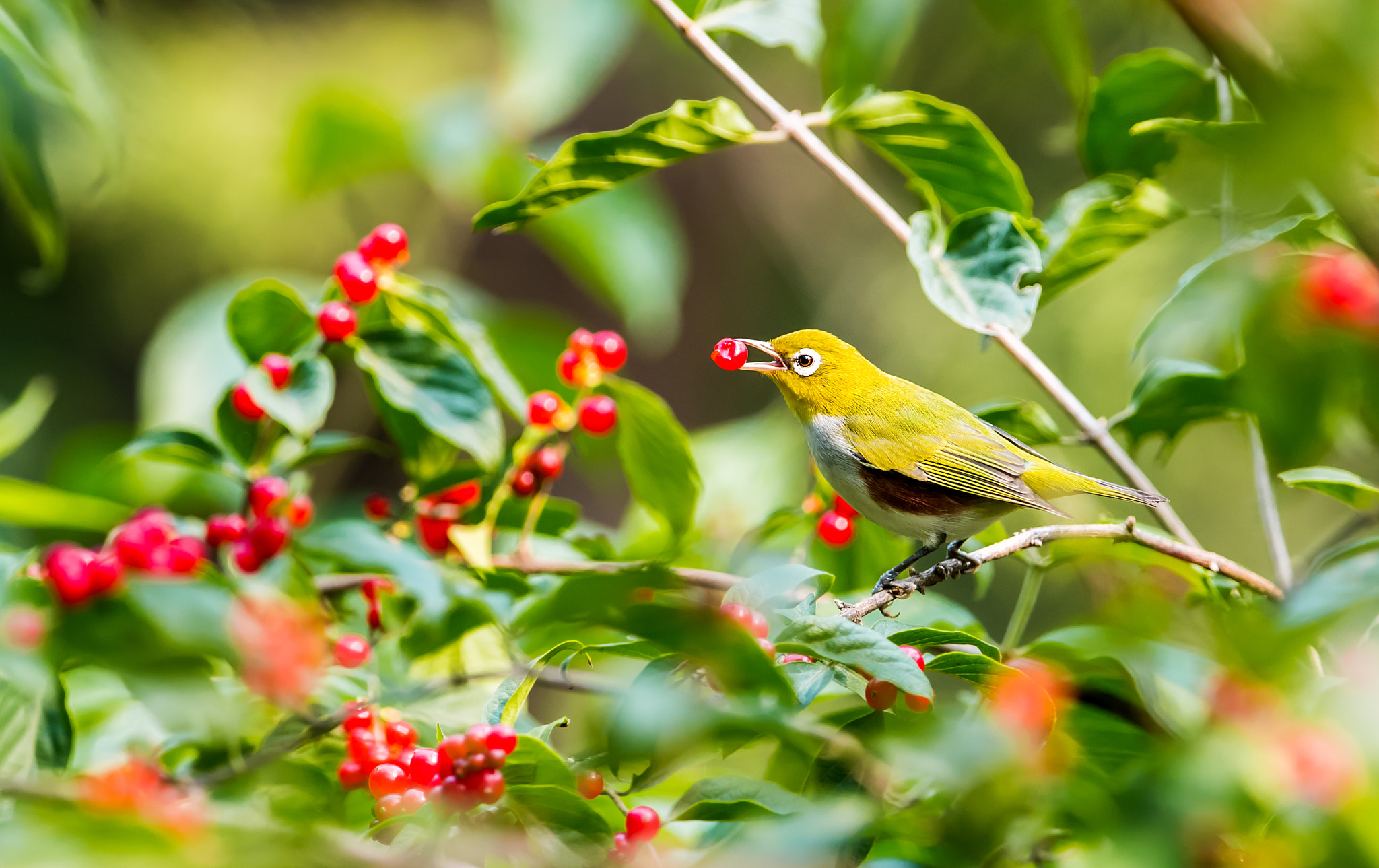 Canon EOS-1D X Mark II + Canon EF 400mm F2.8L IS II USM sample photo