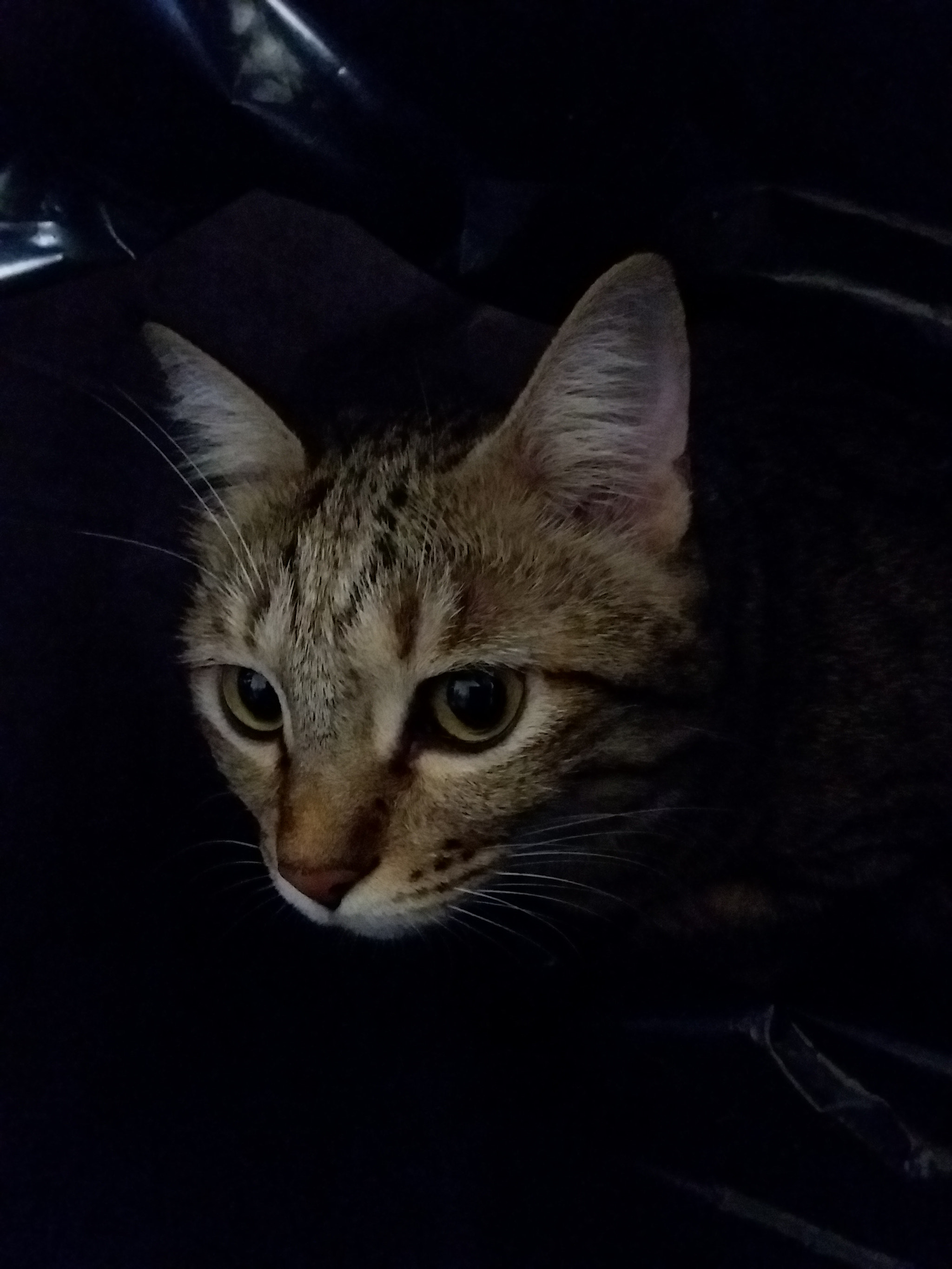 Samsung Galaxy Tab S2 8.0 sample photo
