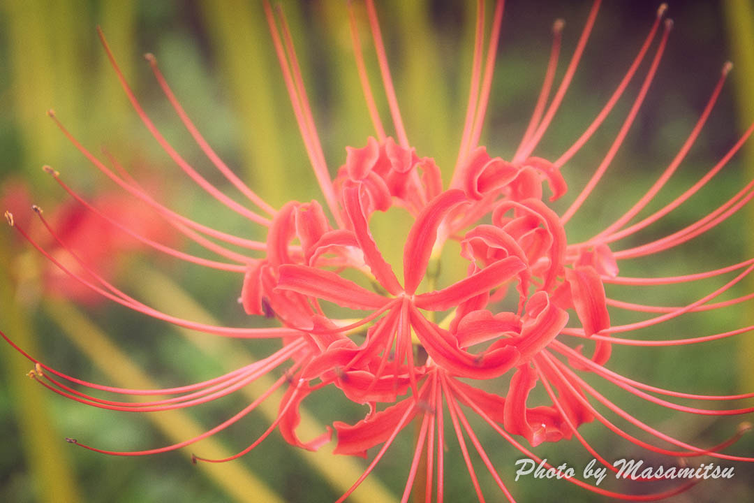Nikon AF-S Nikkor 24-70mm F2.8E ED VR sample photo. Lycoris photography
