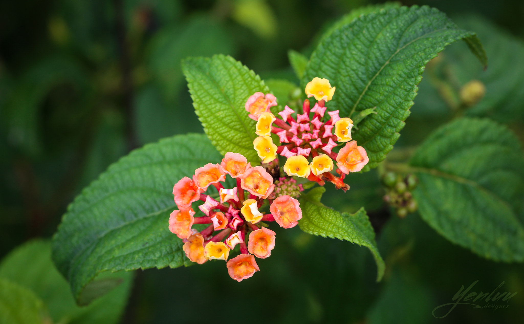 Canon EOS 6D + Canon EF 100mm F2.8L Macro IS USM sample photo. Màu sắc photography