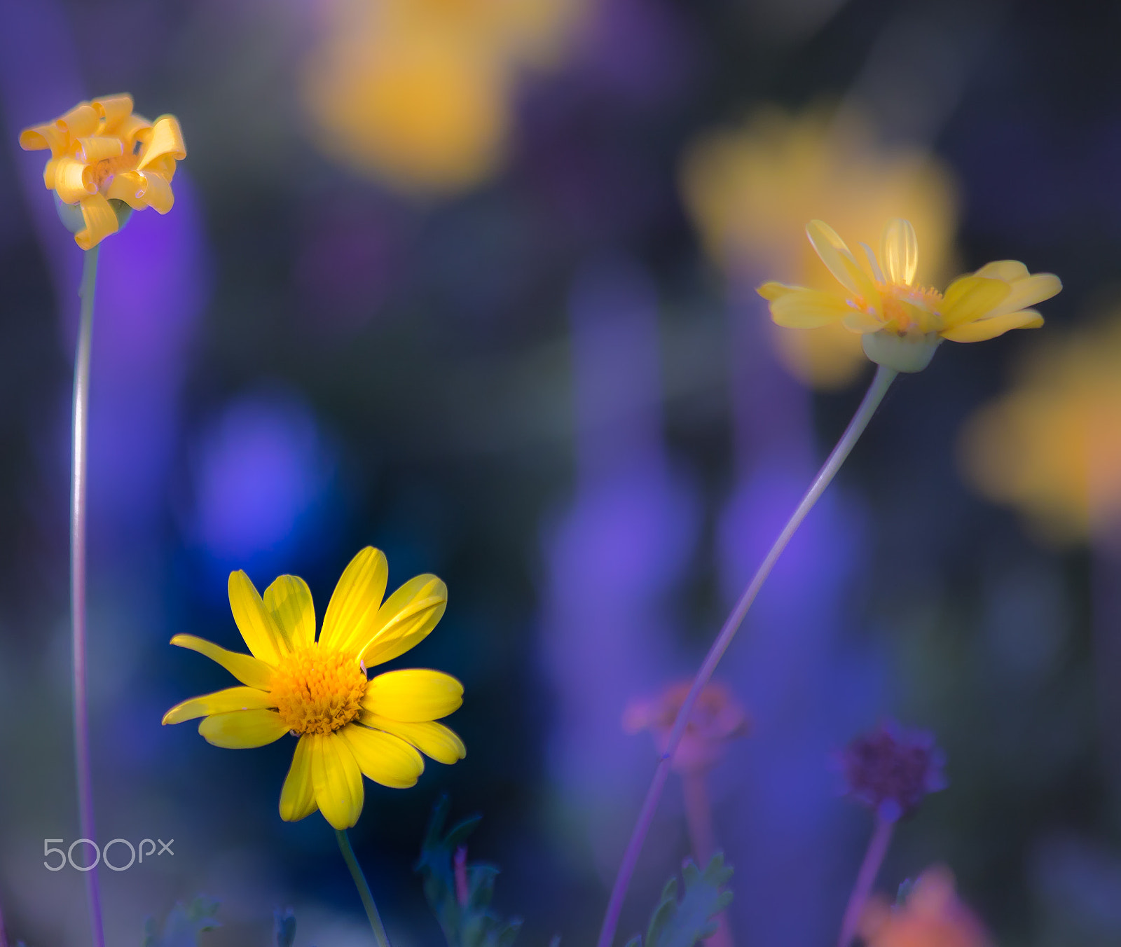 Canon EF 70-300mm F4-5.6 IS USM sample photo. Floral photography