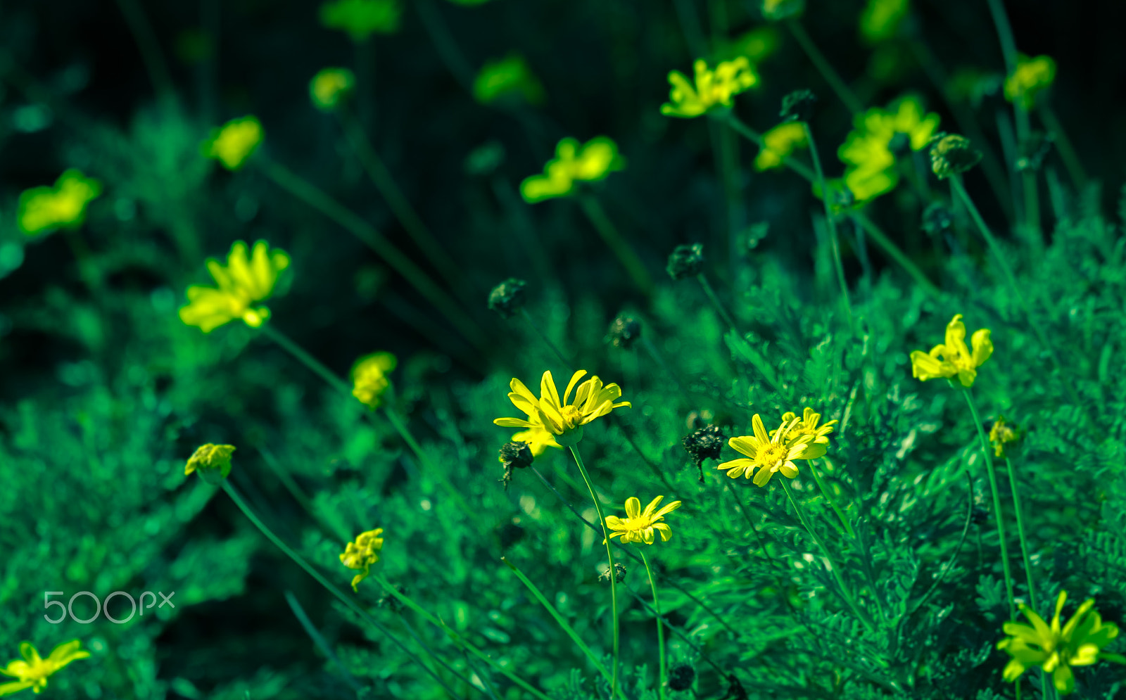 Canon EF 70-300mm F4-5.6 IS USM sample photo. Floral photography