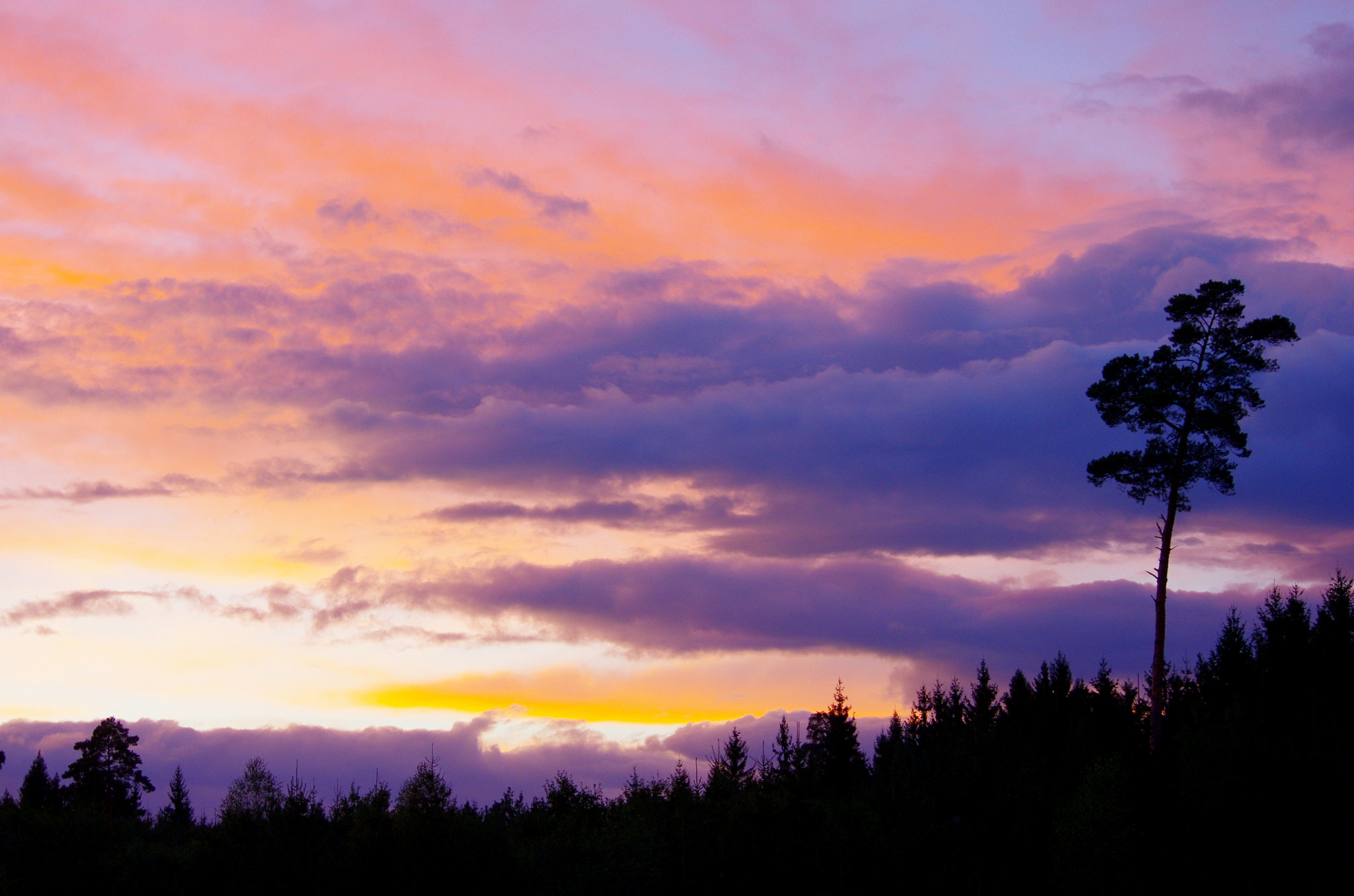 Pentax K-5 sample photo. Lonely pine silhouetted photography