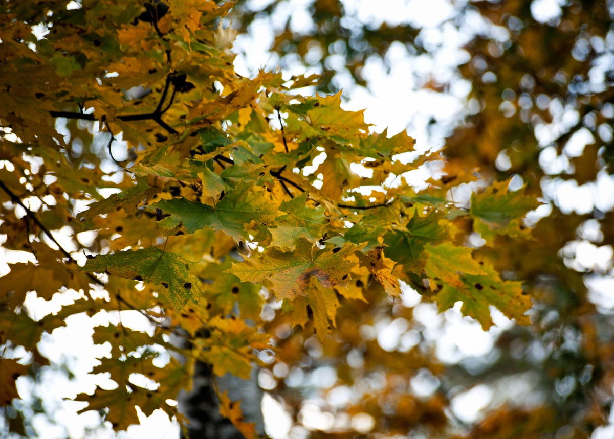 Canon EOS 5D sample photo. Suburb leaf fall photography