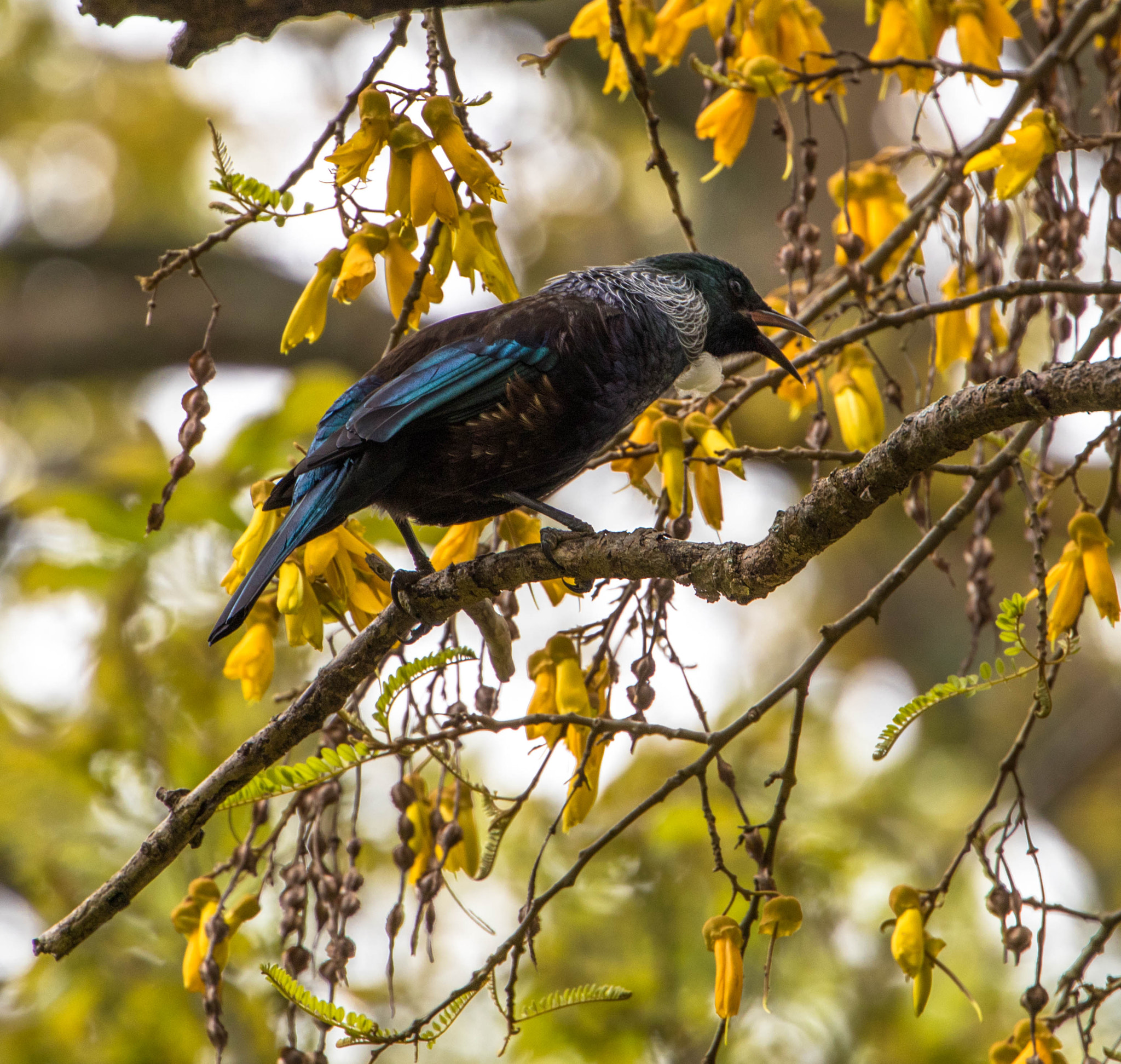 Canon EF 70-300mm F4-5.6L IS USM sample photo. Tui in kowhai photography
