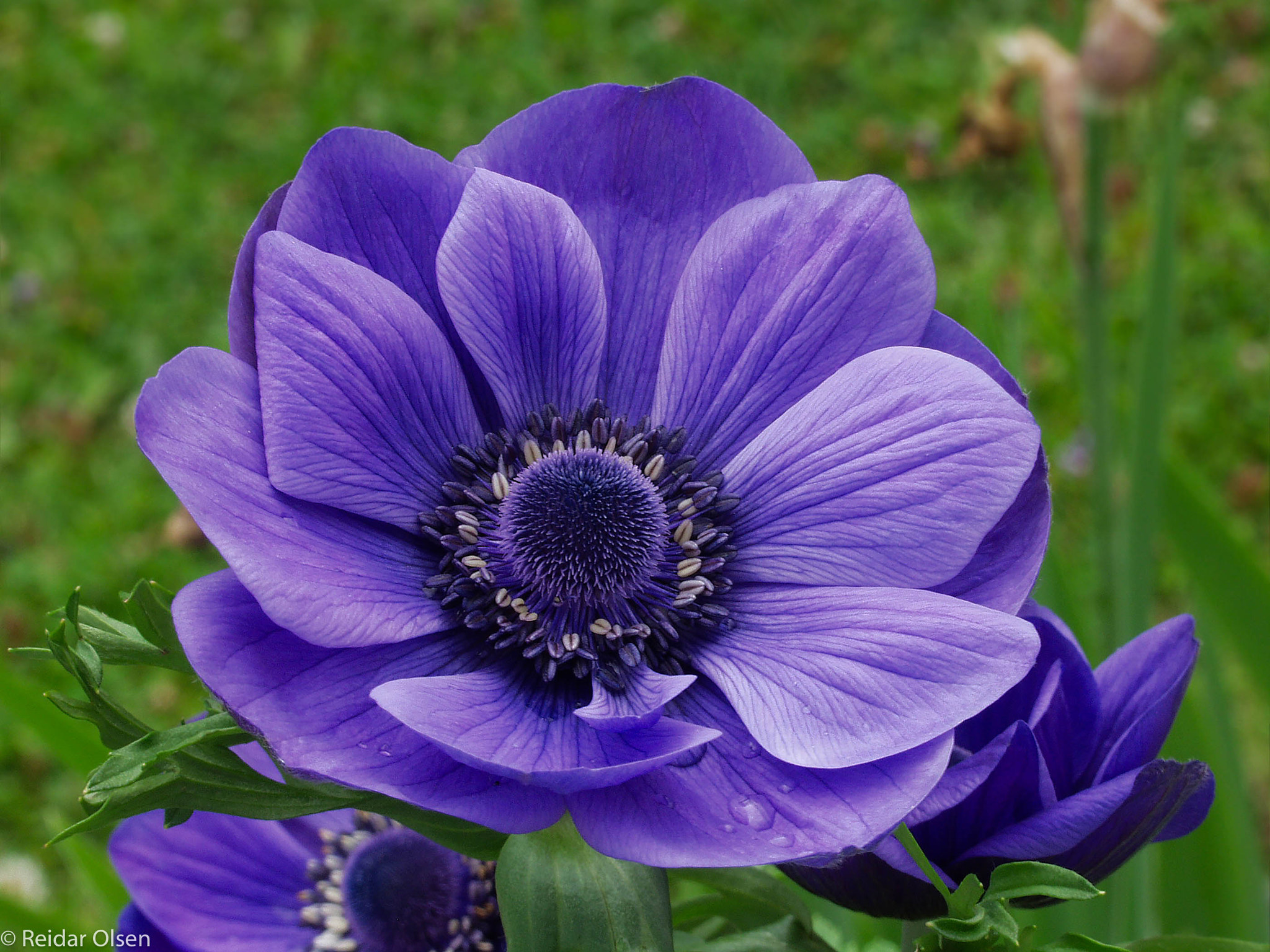 Olympus E-10 sample photo. Anemone... photography