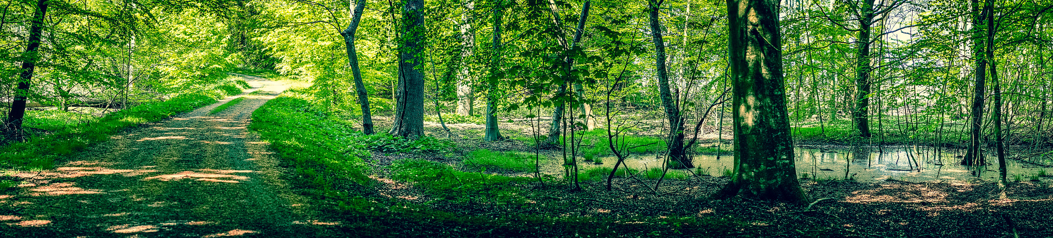 Sony a7R sample photo. Swamp area in a green forest photography