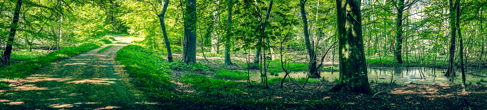 Sony a7R + Minolta AF 50mm F1.4 [New] sample photo. Swamp area in a green forest photography
