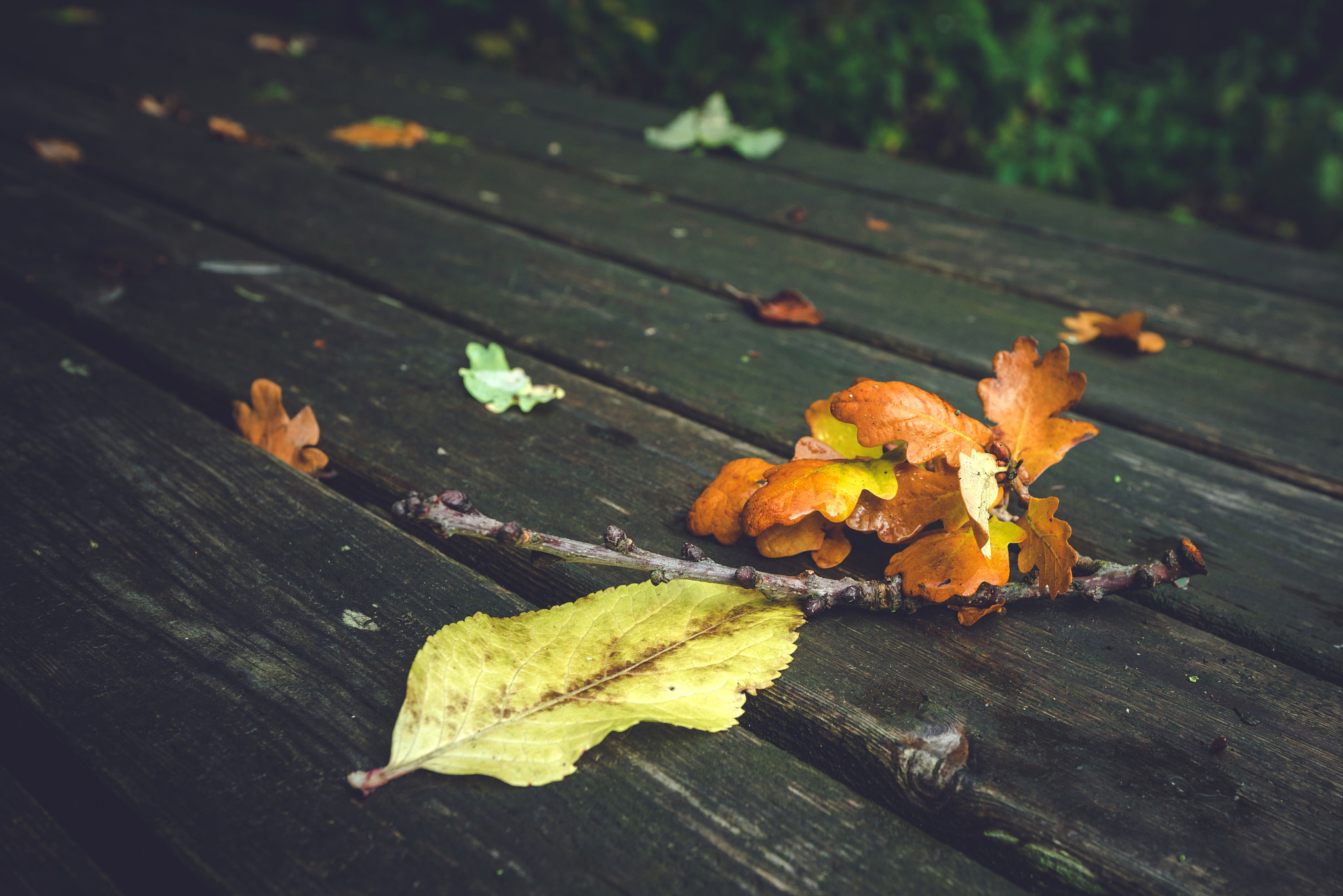 Sony a7R sample photo. Autumn leaves on a wooden bench photography