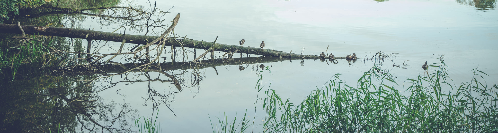 Sony a7R + Sony Vario-Sonnar T* 16-35mm F2.8 ZA SSM sample photo. Birds on a row on a fallen tree photography