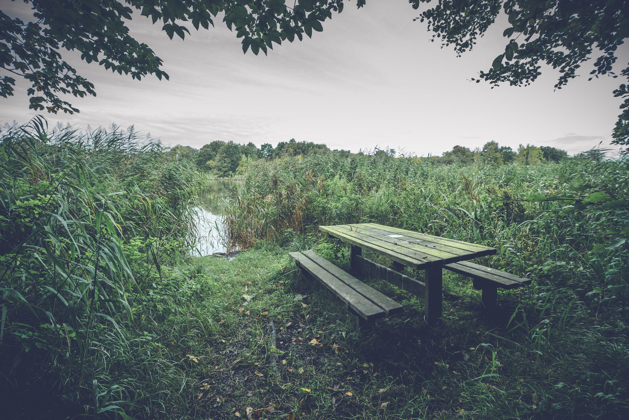 Sony a7R sample photo. Empty bench surrounded by reeds photography