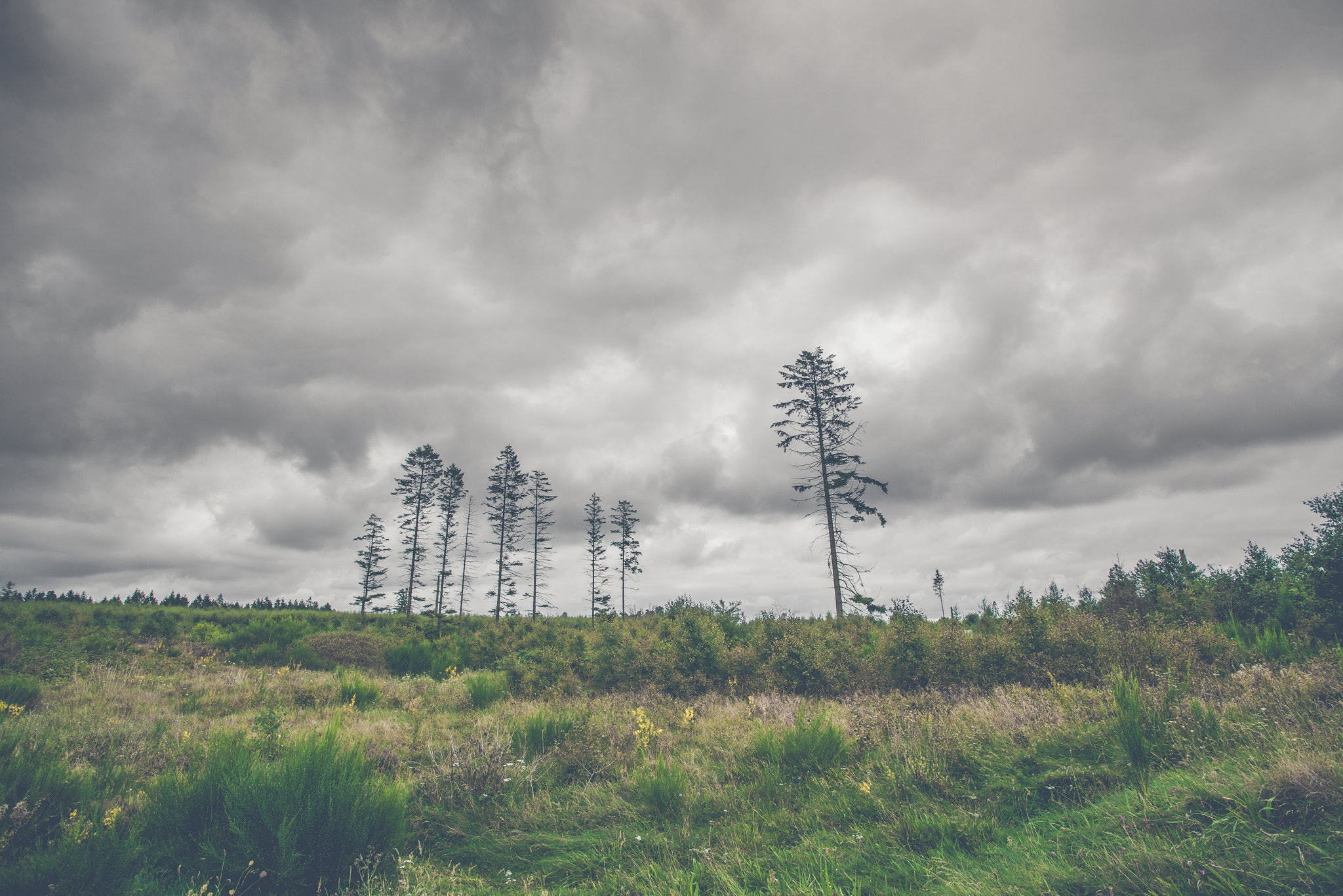 Sony Alpha DSLR-A900 sample photo. Pine tree silhouettes on a green prairie landscape photography