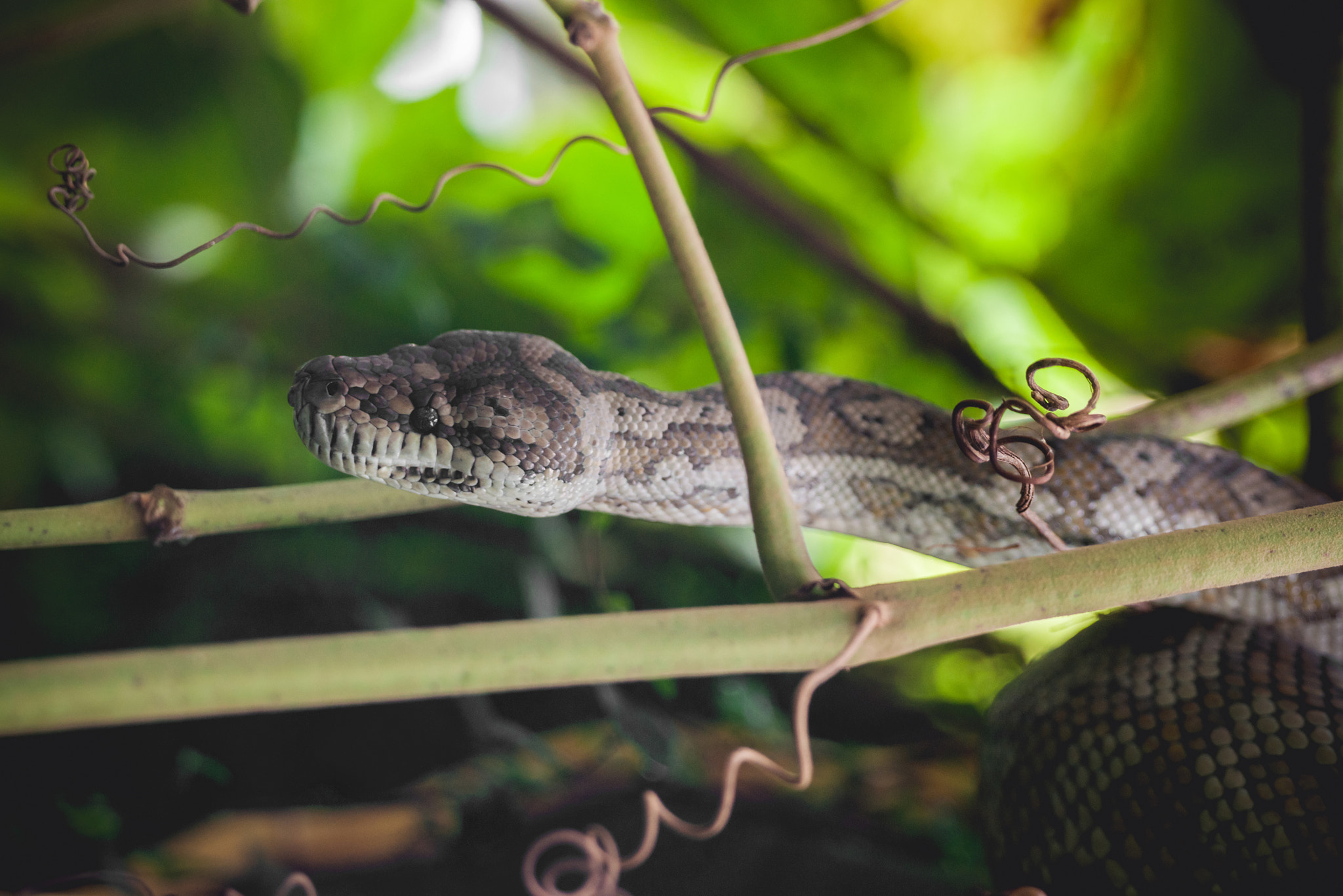 Sony Alpha DSLR-A900 sample photo. Python looking for prey in the trees photography