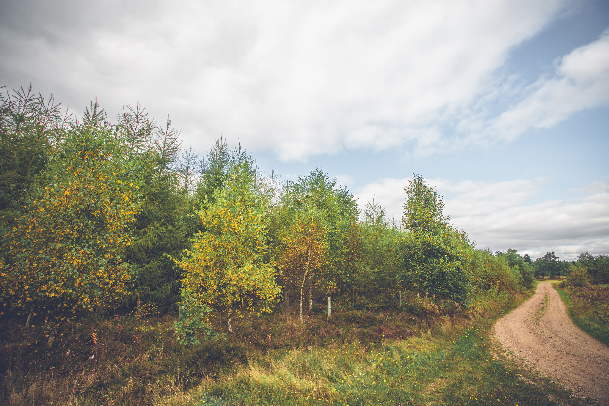 Sony Alpha DSLR-A900 sample photo. Colorful birch trees by a dirt road photography