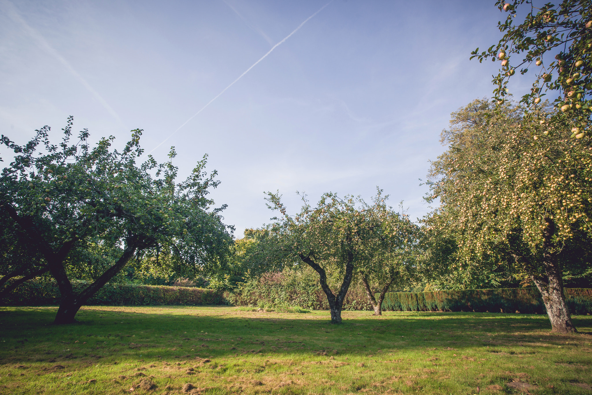 Sony Alpha DSLR-A900 sample photo. Apple yard with fruit on trees photography