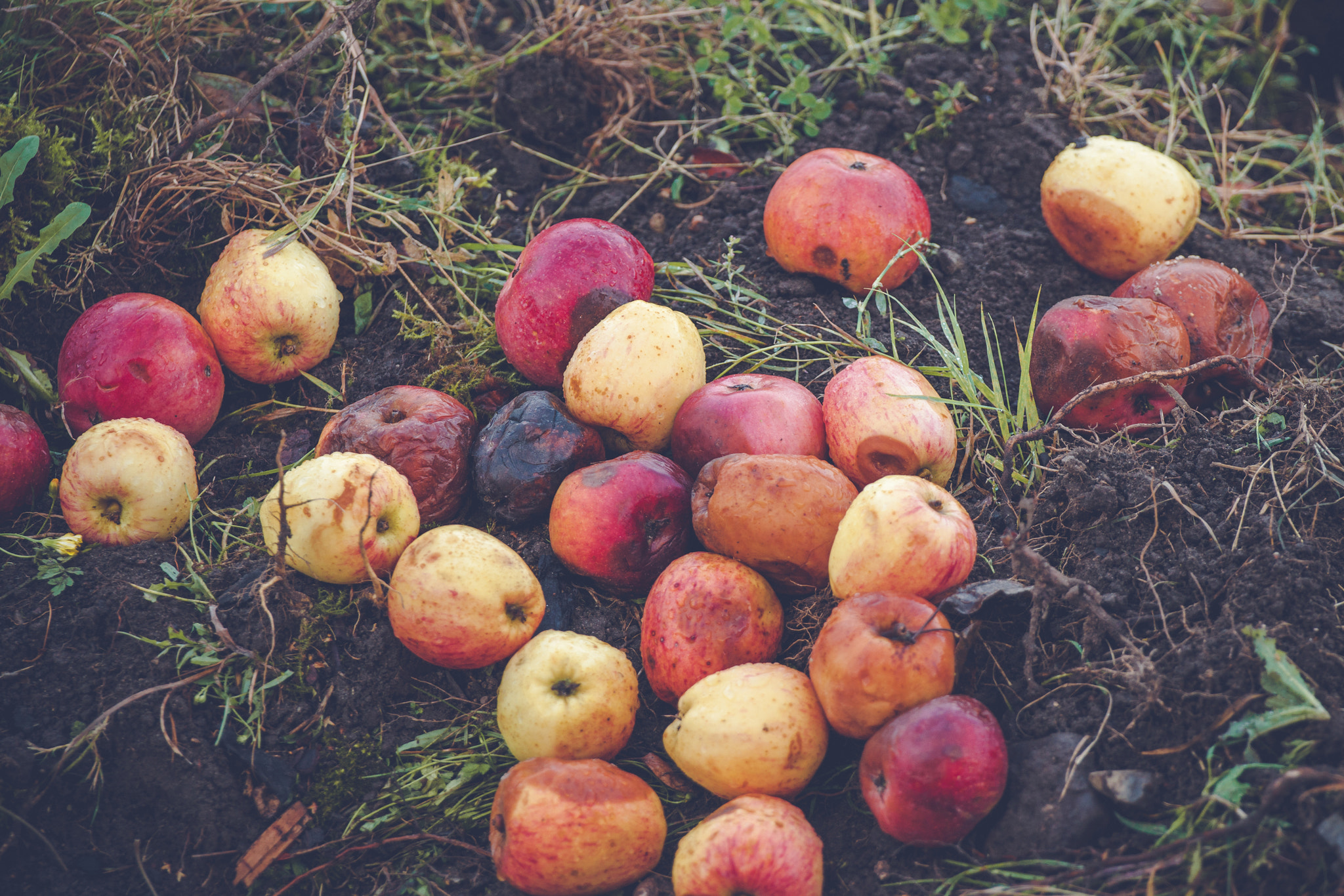 Sony Alpha DSLR-A900 + Sony 70-400mm F4-5.6 G SSM II sample photo. Fallen apples in red and yellow colors photography