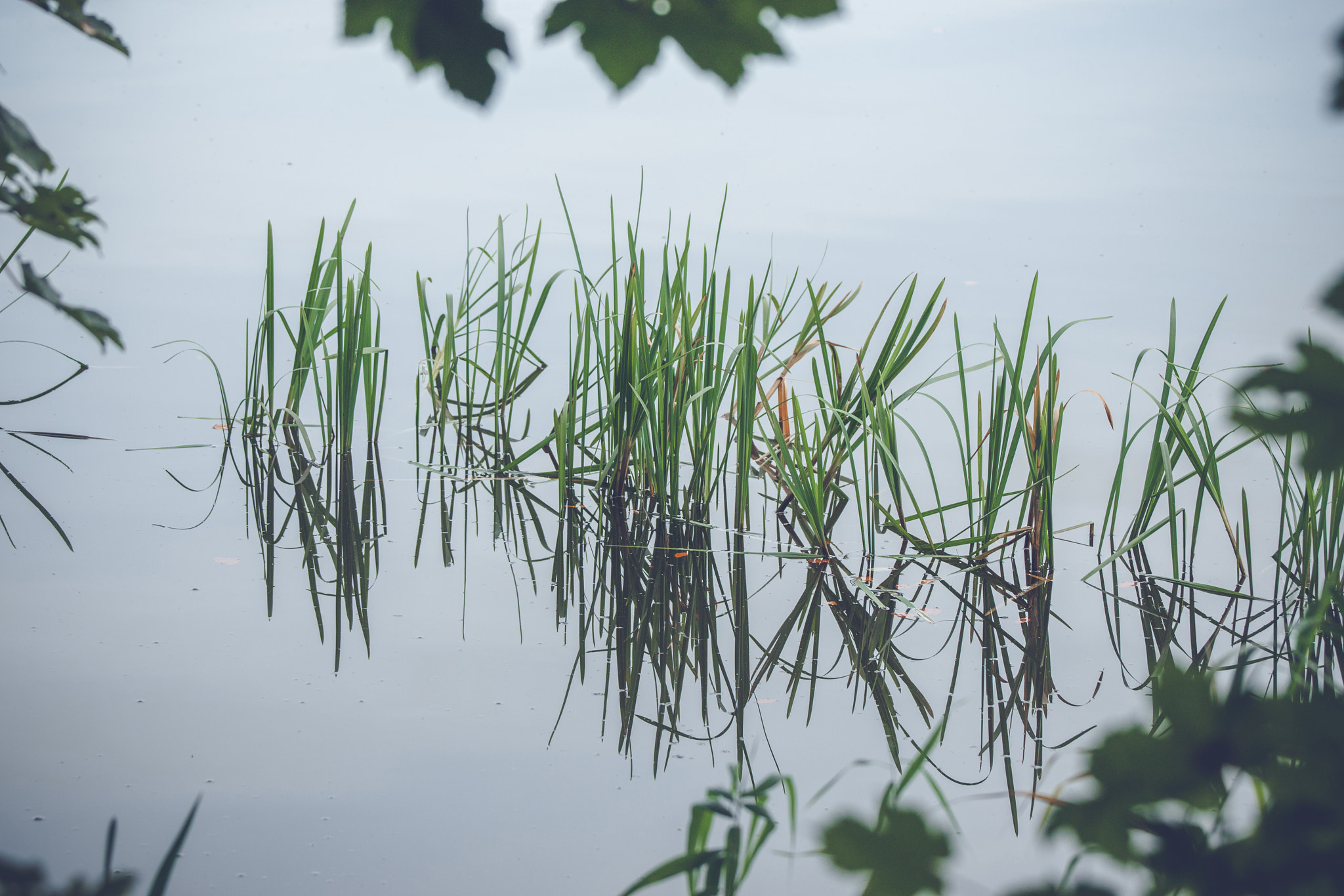 Sony Alpha DSLR-A900 sample photo. Green reeds in a calm lake photography