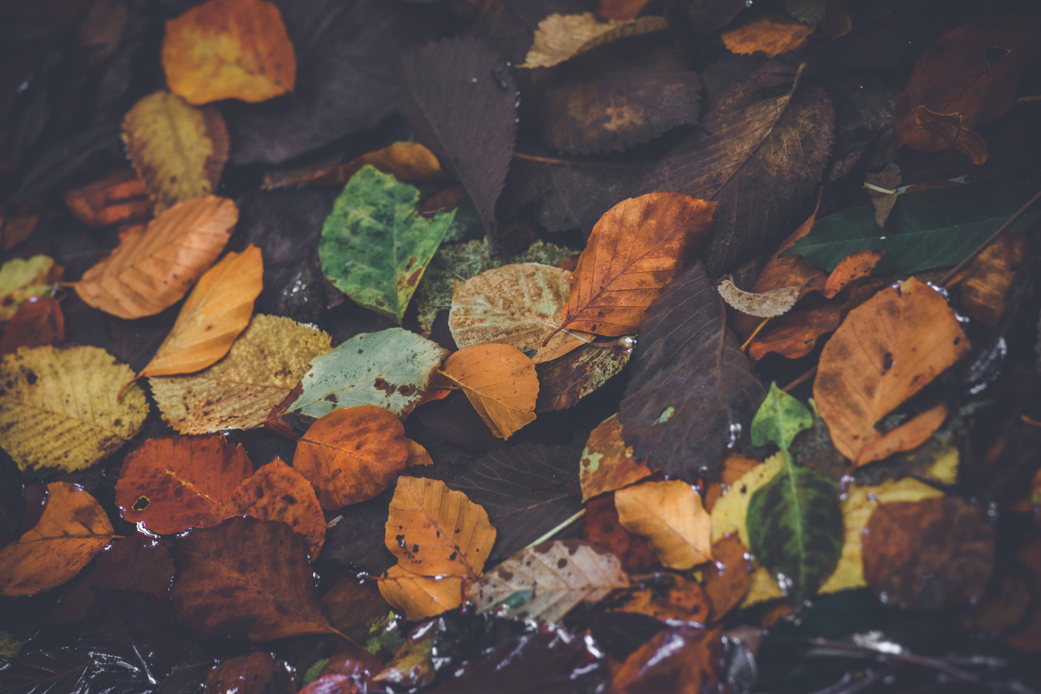 Sony Alpha DSLR-A900 + Sony 70-400mm F4-5.6 G SSM II sample photo. Autumn leaves in various colors photography