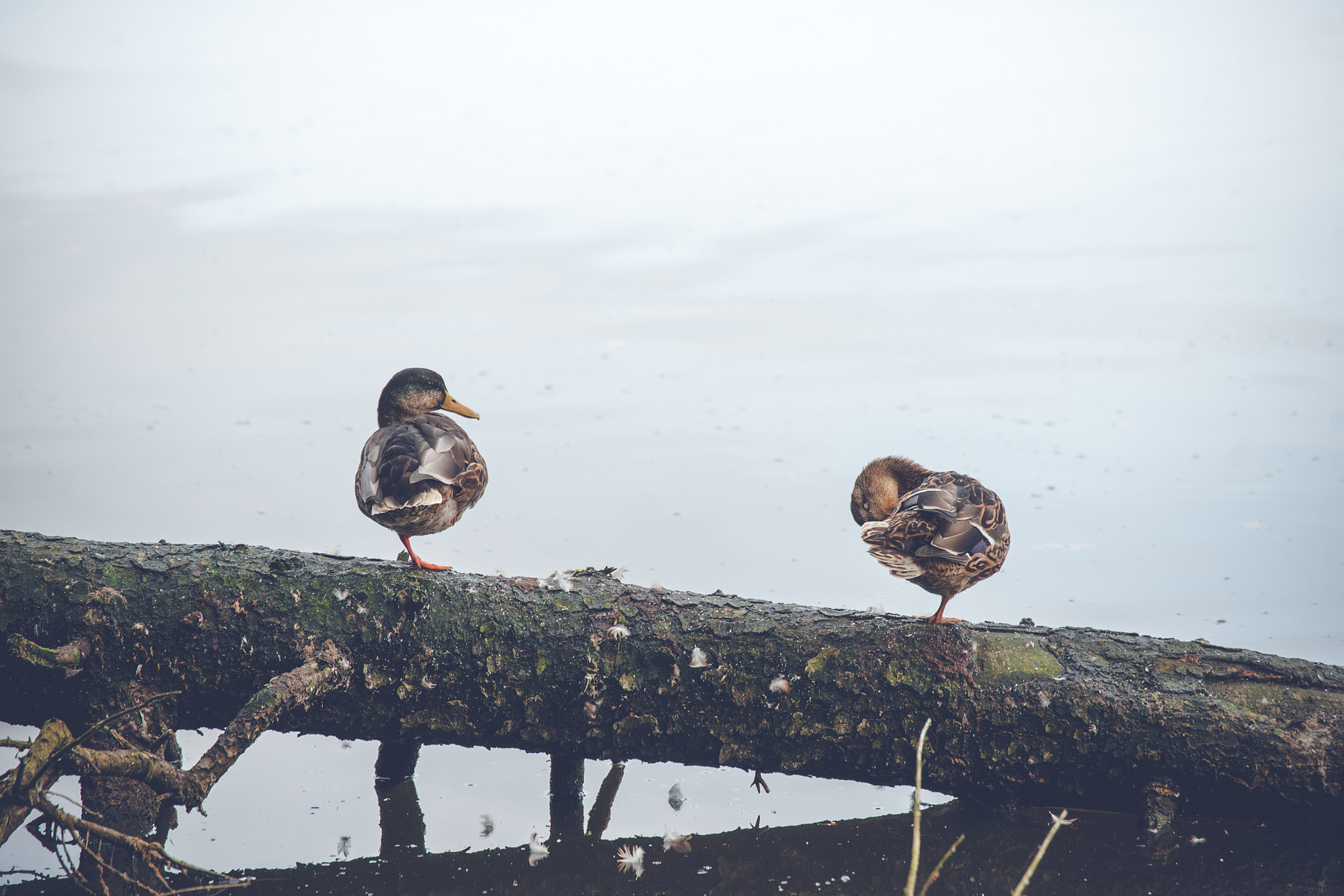 Sony Alpha DSLR-A900 sample photo. Male and female duck on a fallen tree photography