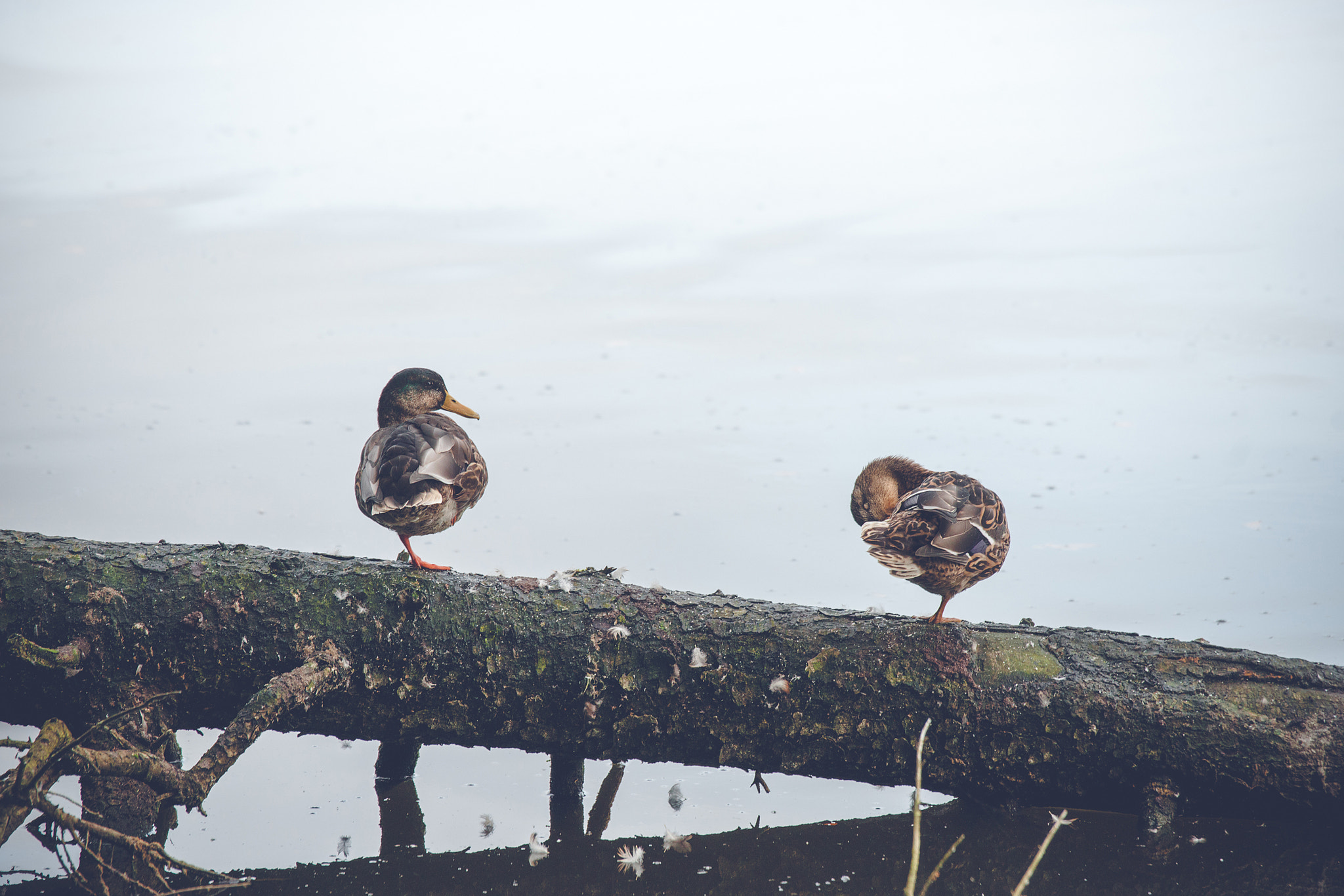 Sony Alpha DSLR-A900 + Sony 70-400mm F4-5.6 G SSM II sample photo. Male and female duck on a fallen tree photography