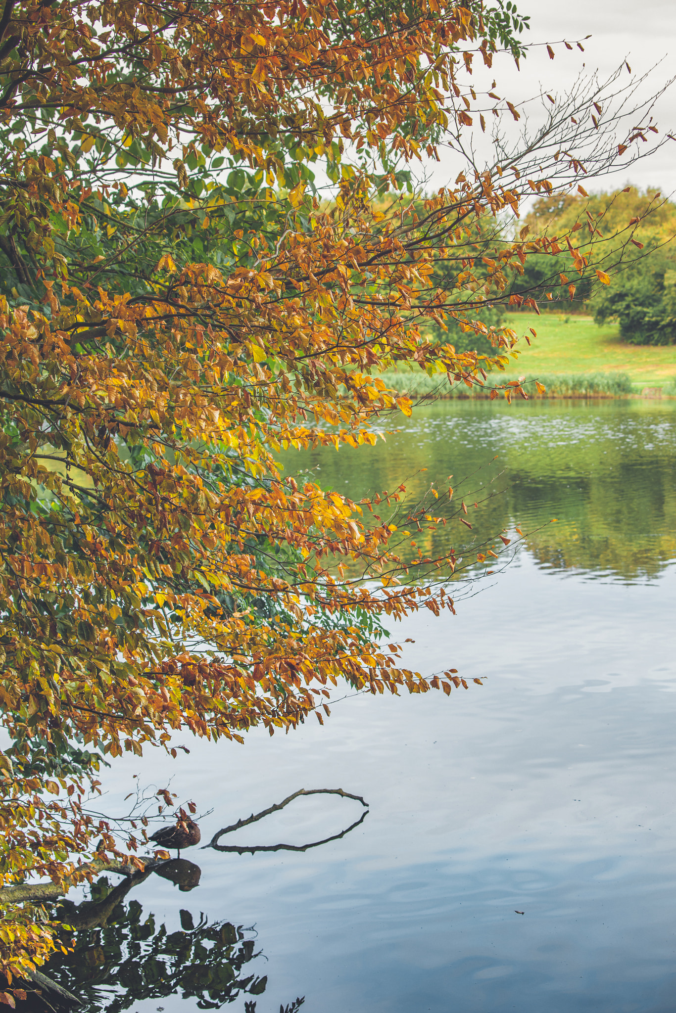 Sony Alpha DSLR-A900 sample photo. Colorful tree with orange leaves photography