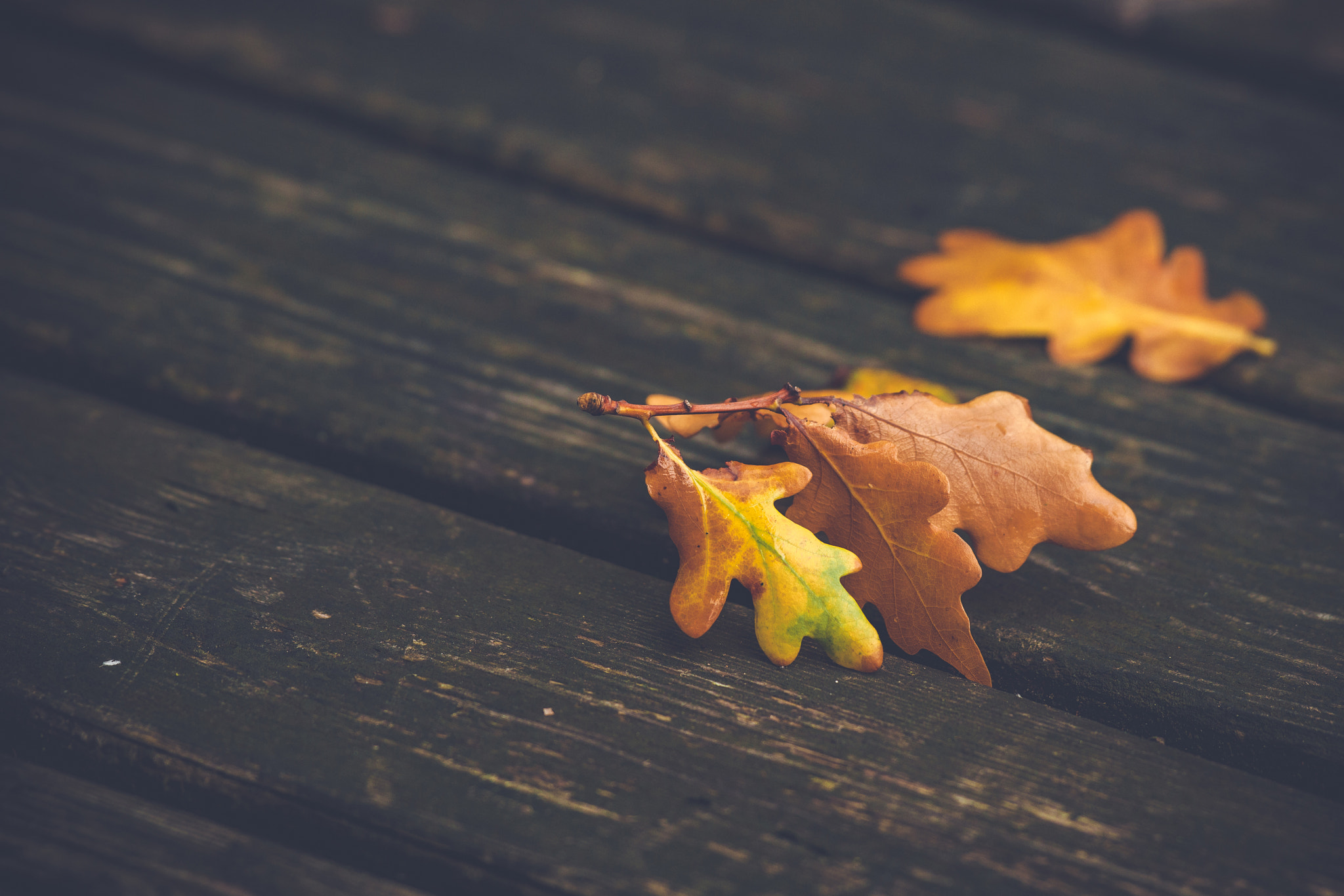 Sony Alpha DSLR-A900 sample photo. Orange and brown maple leaves photography