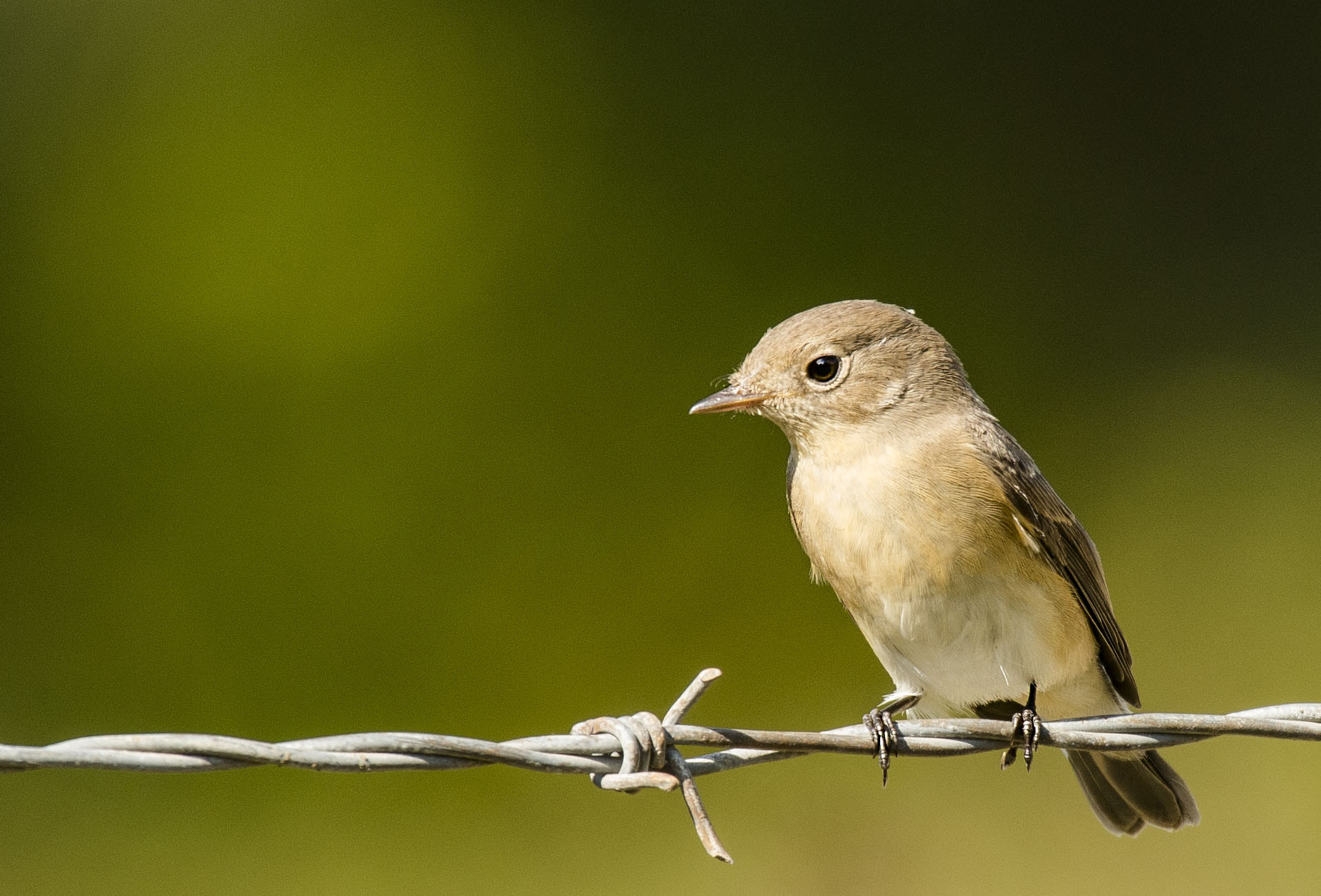 Nikon AF-S Nikkor 200-500mm F5.6E ED VR sample photo. Red breasted flycatcher photography