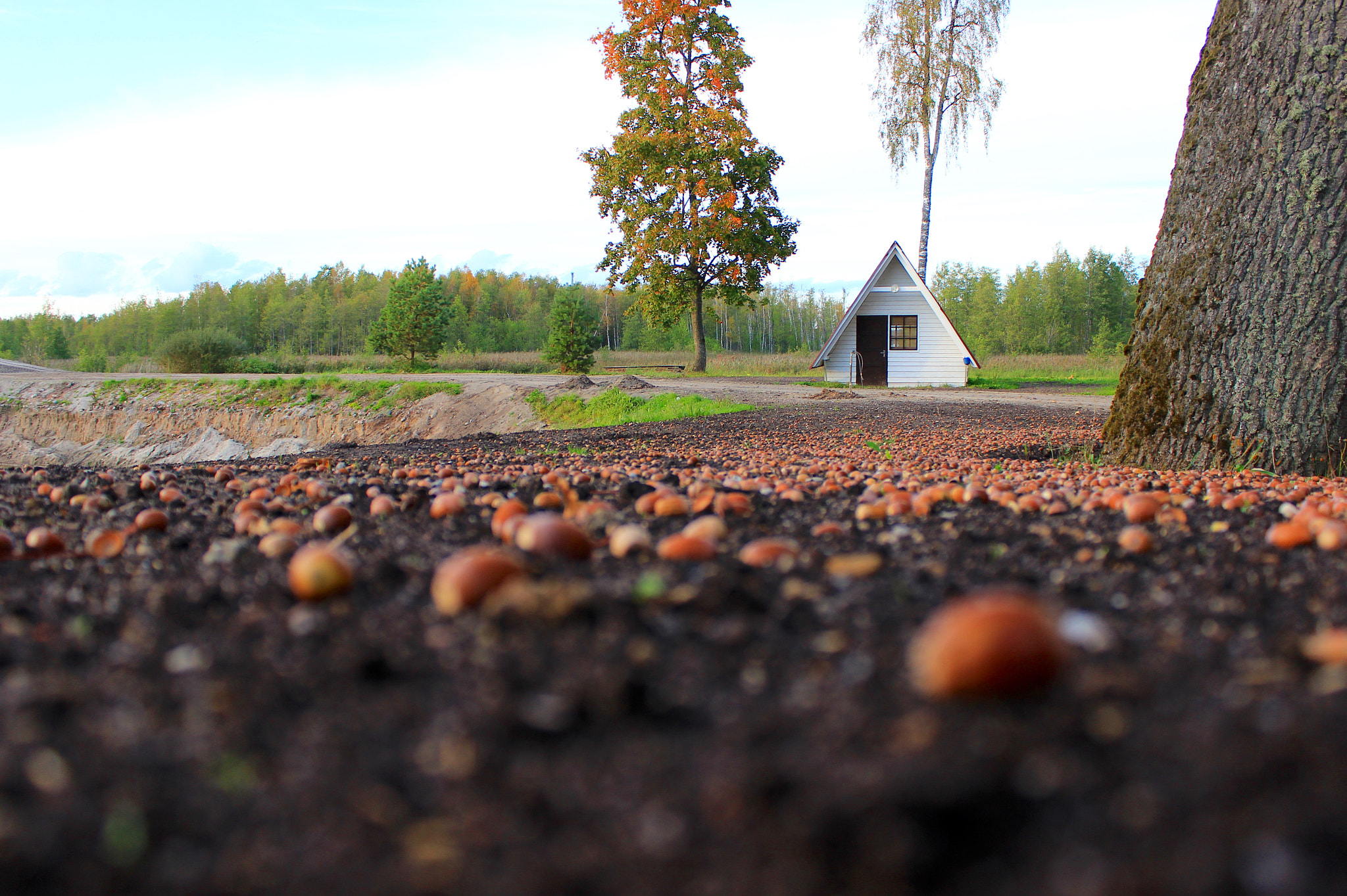 Canon EOS 600D (Rebel EOS T3i / EOS Kiss X5) sample photo. Autumn view with acorns photography