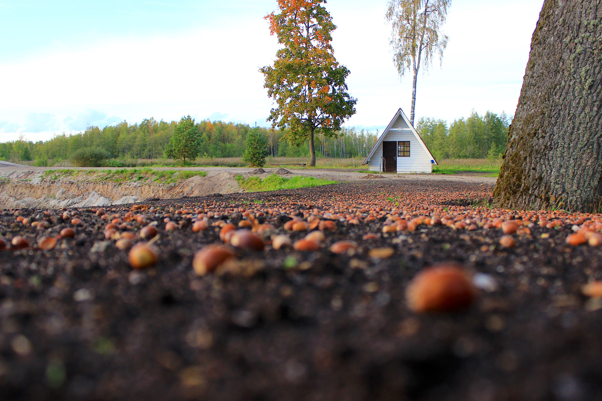 Canon EF-S 18-55mm F3.5-5.6 III sample photo. Autumn view with acorns photography