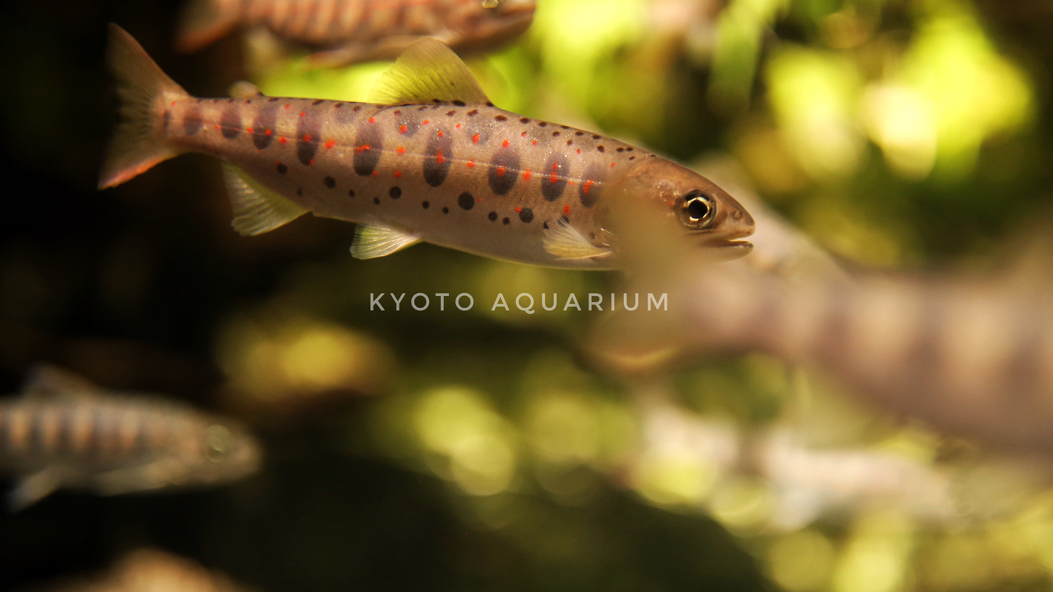 Canon EF 35mm F1.4L II USM sample photo