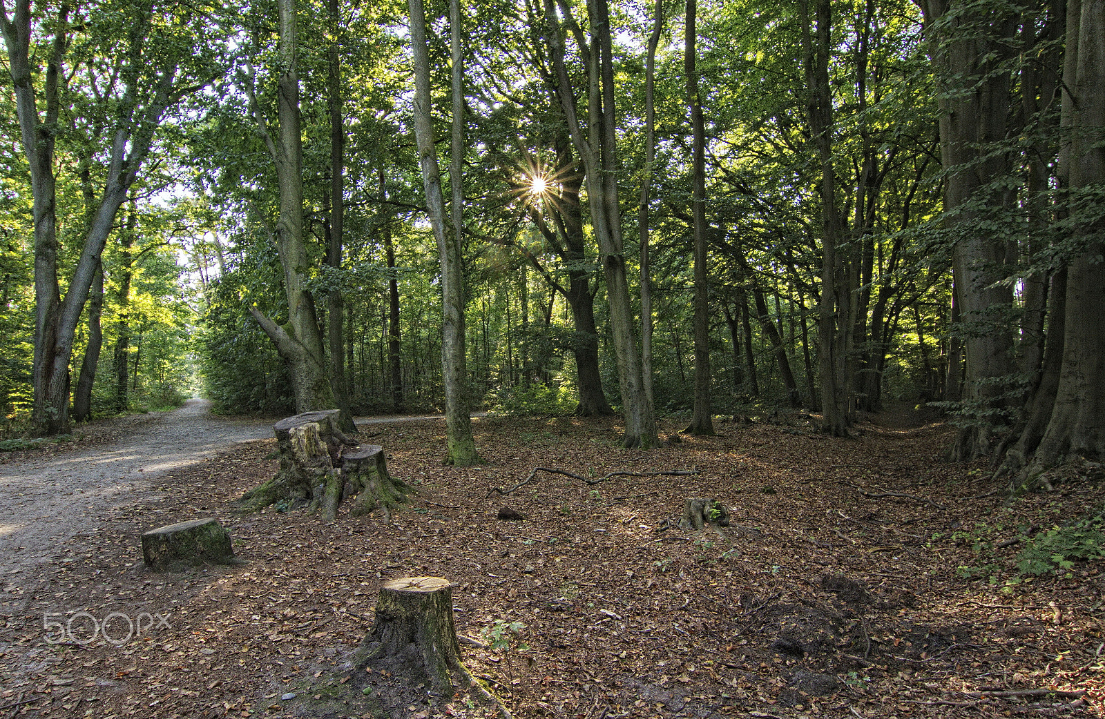 Tokina AT-X Pro 12-24mm F4 (IF) DX sample photo. A light in the forest photography