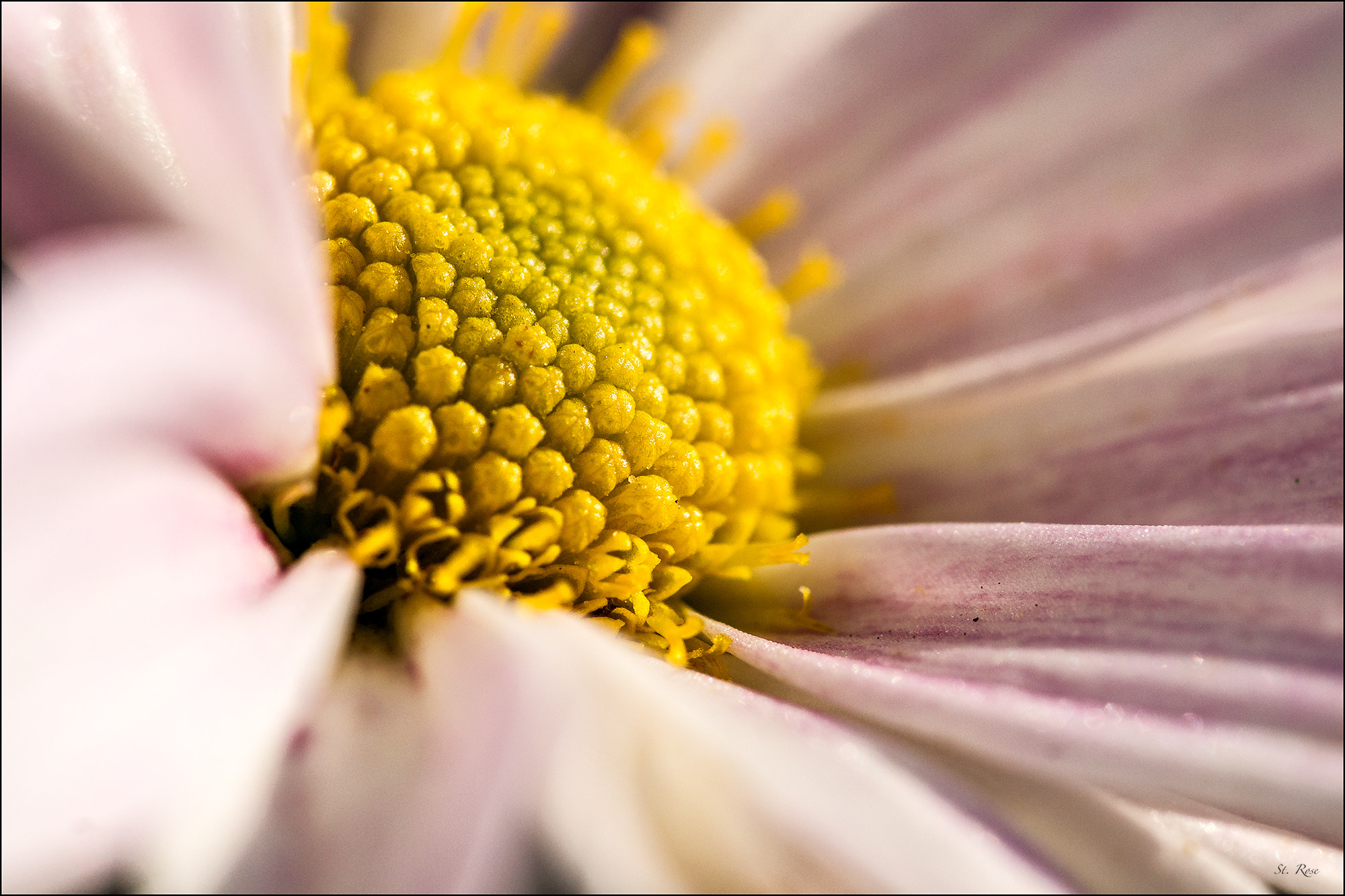 Sony Alpha DSLR-A500 + 90mm F2.8 Macro SSM sample photo. Close photography