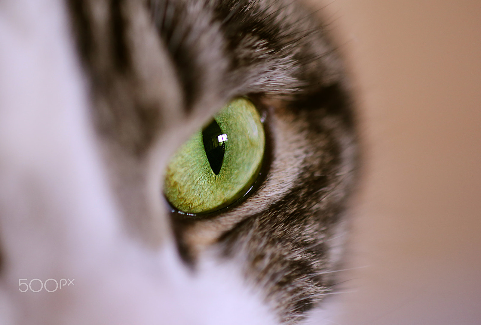 Canon EF 100mm F2.8 Macro USM sample photo. Eye focus photography