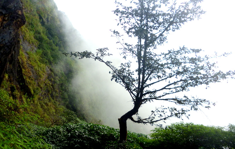 Panasonic DMC-S3 sample photo. Fog...kodachaadri hills photography