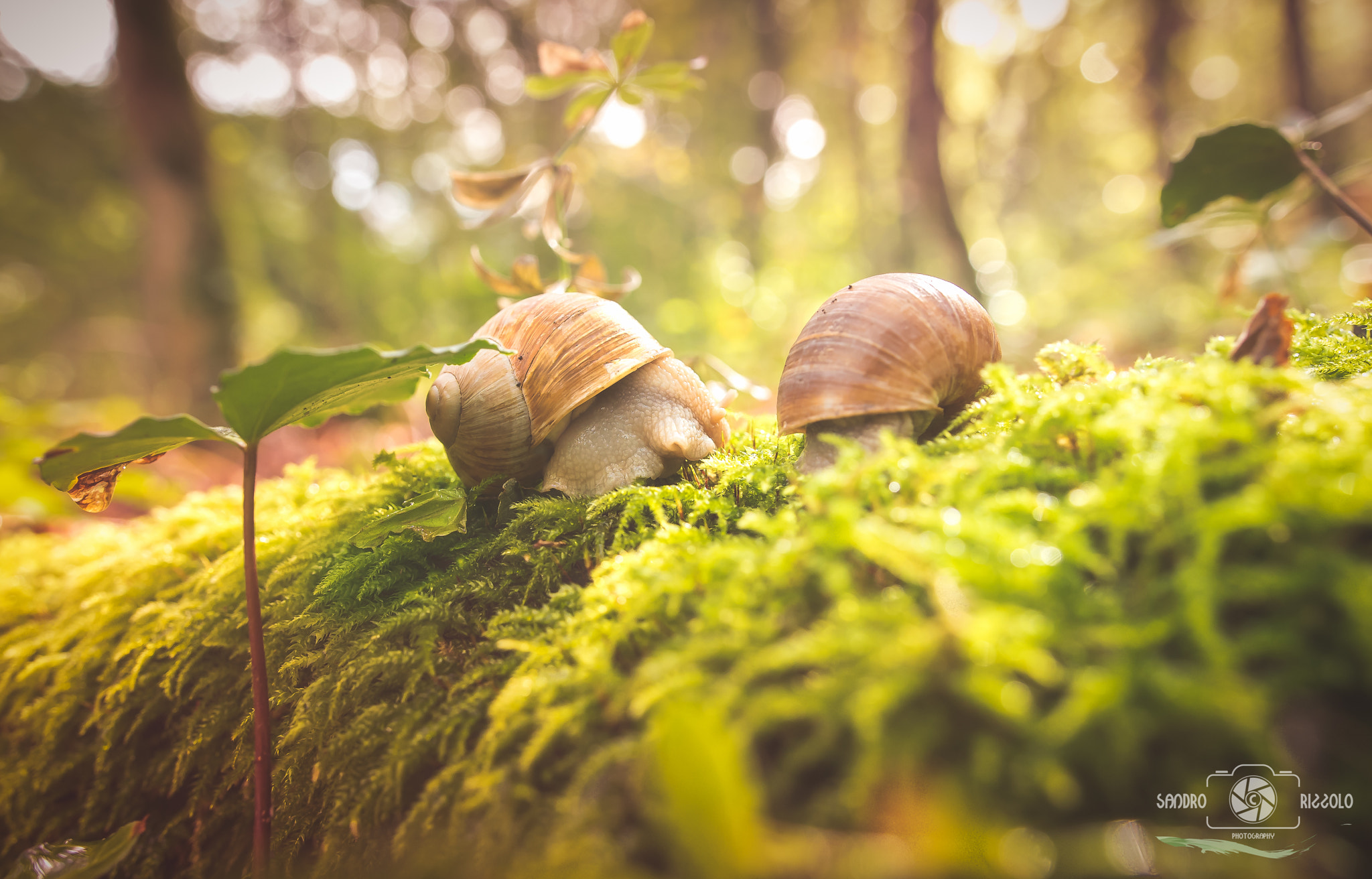 Nikon D750 sample photo. Life of snails photography