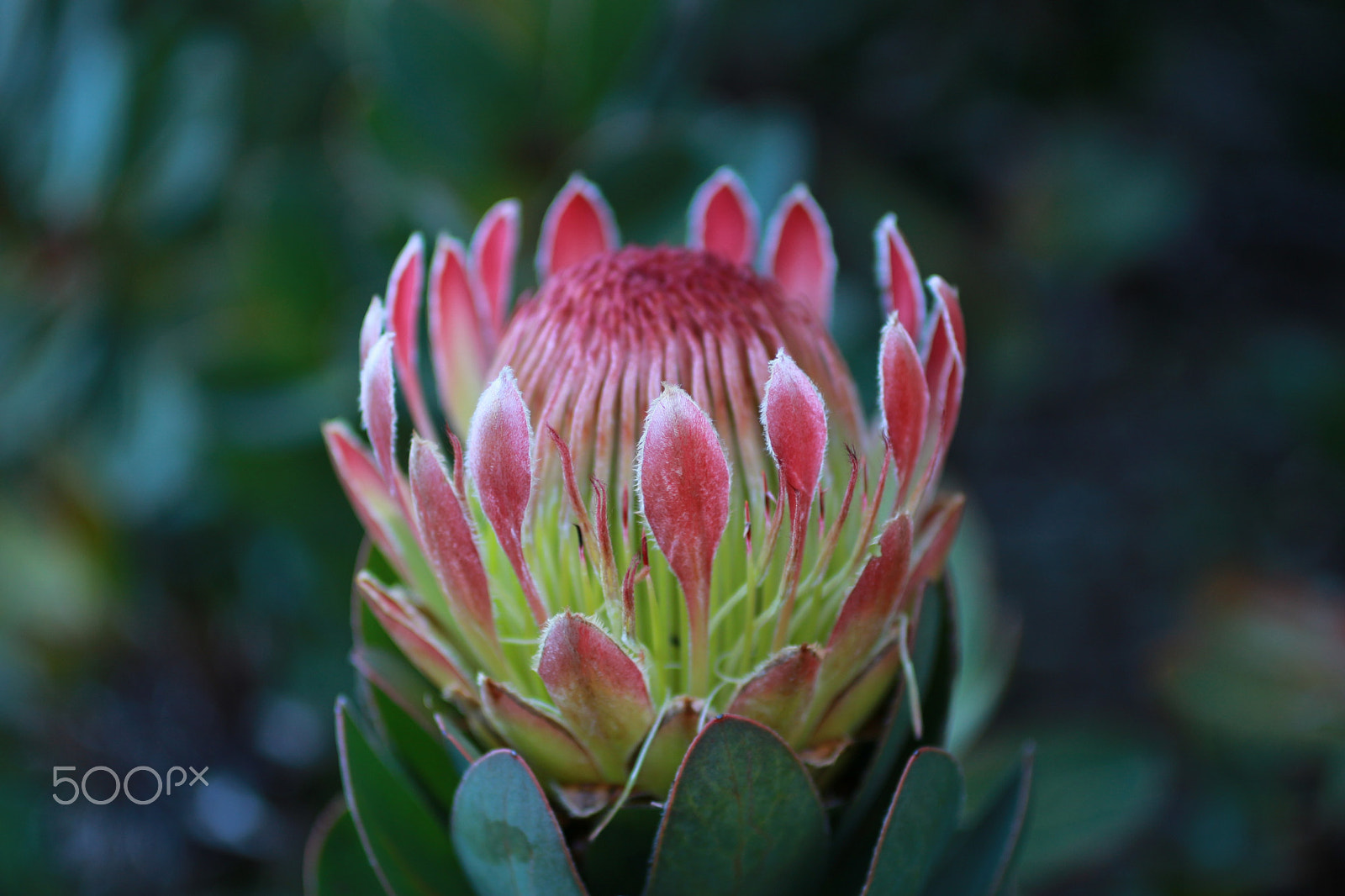 Canon EOS 100D (EOS Rebel SL1 / EOS Kiss X7) + Canon EF 50mm F2.5 Macro sample photo. Pink protea photography