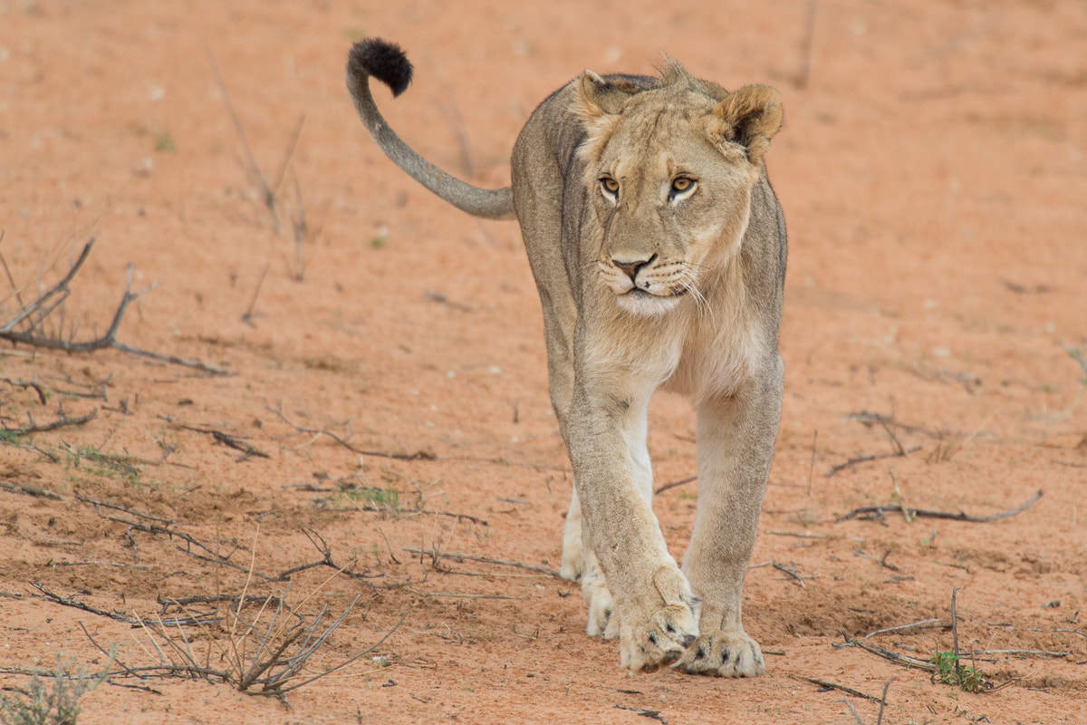 Nikon D4S + Nikon AF-S Nikkor 500mm F4G ED VR sample photo. Kalahari lion photography