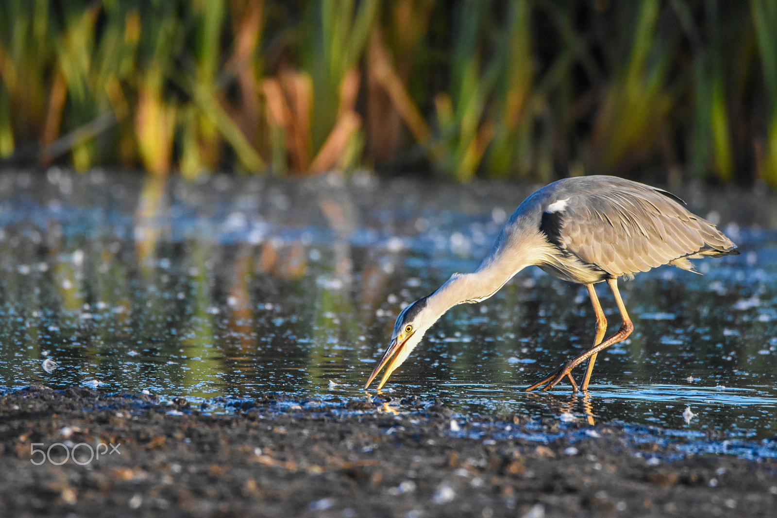 Tamron SP 150-600mm F5-6.3 Di VC USD sample photo. Heron bird in early morning light photography