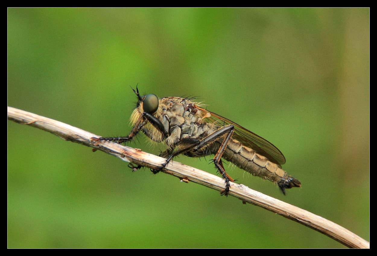 Canon EOS 450D (EOS Rebel XSi / EOS Kiss X2) sample photo. Asilus crabroniformis photography